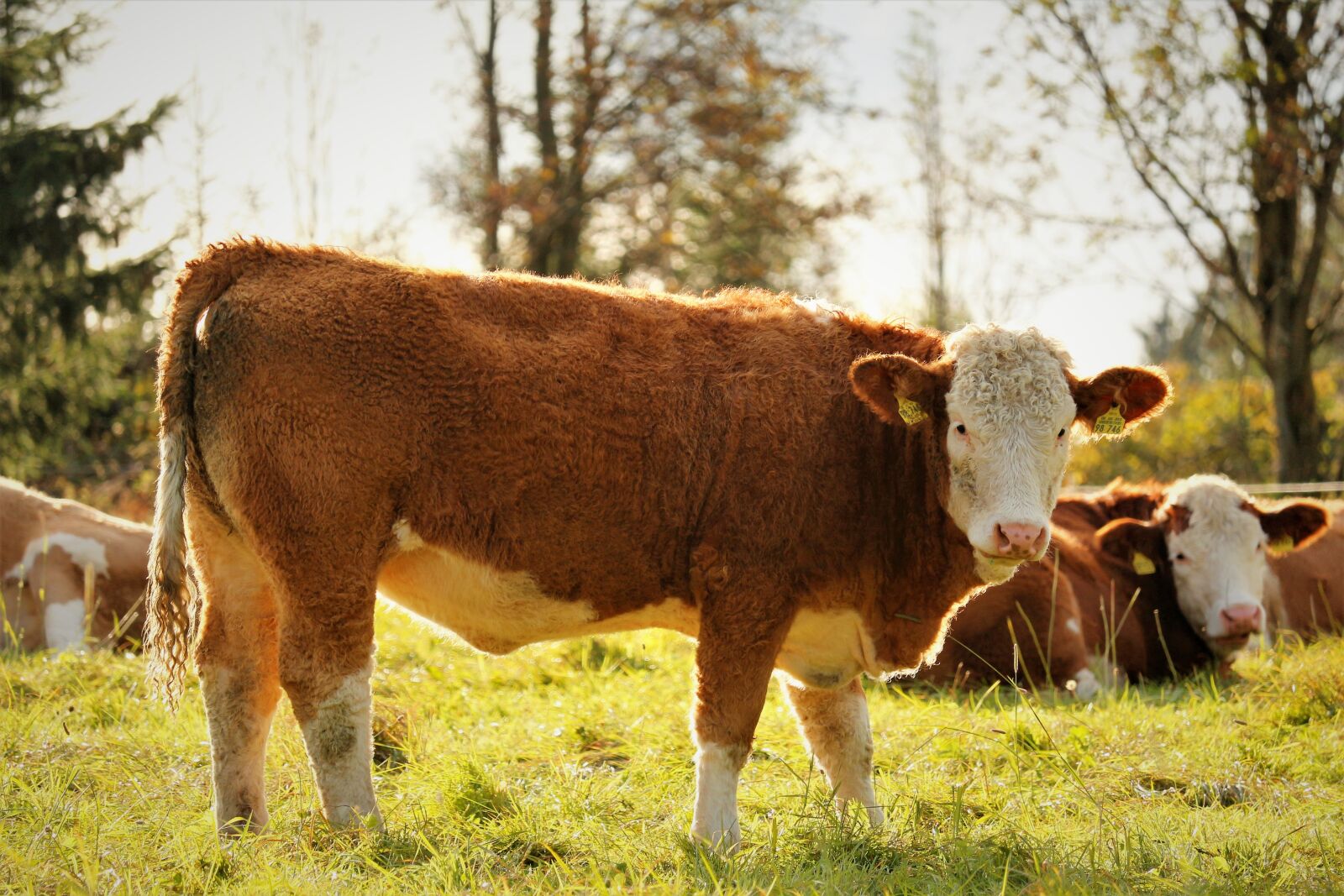 Canon EOS 700D (EOS Rebel T5i / EOS Kiss X7i) sample photo. Cow, meadow, cows photography