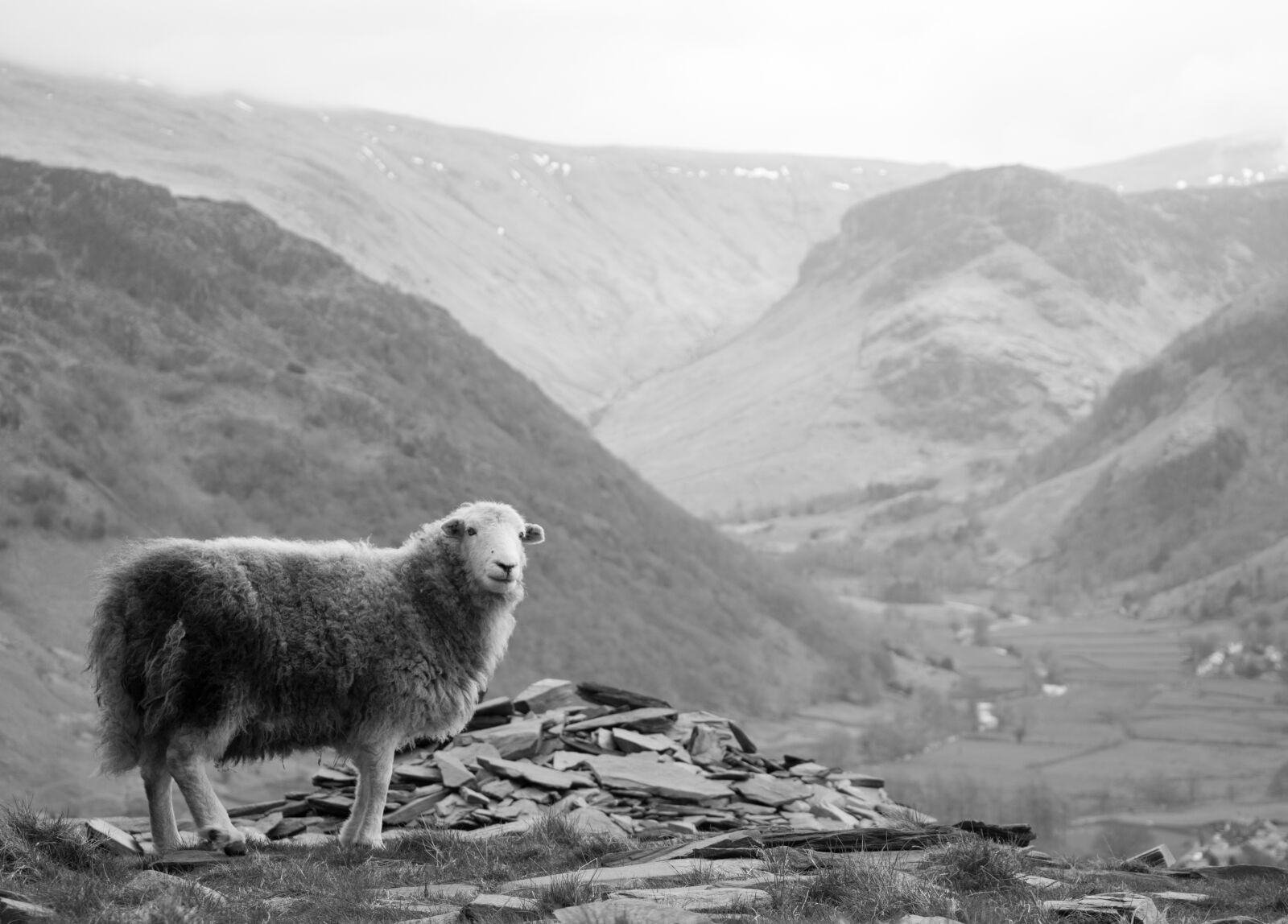 Canon EOS 70D sample photo. Sheep, landscape, mountain photography