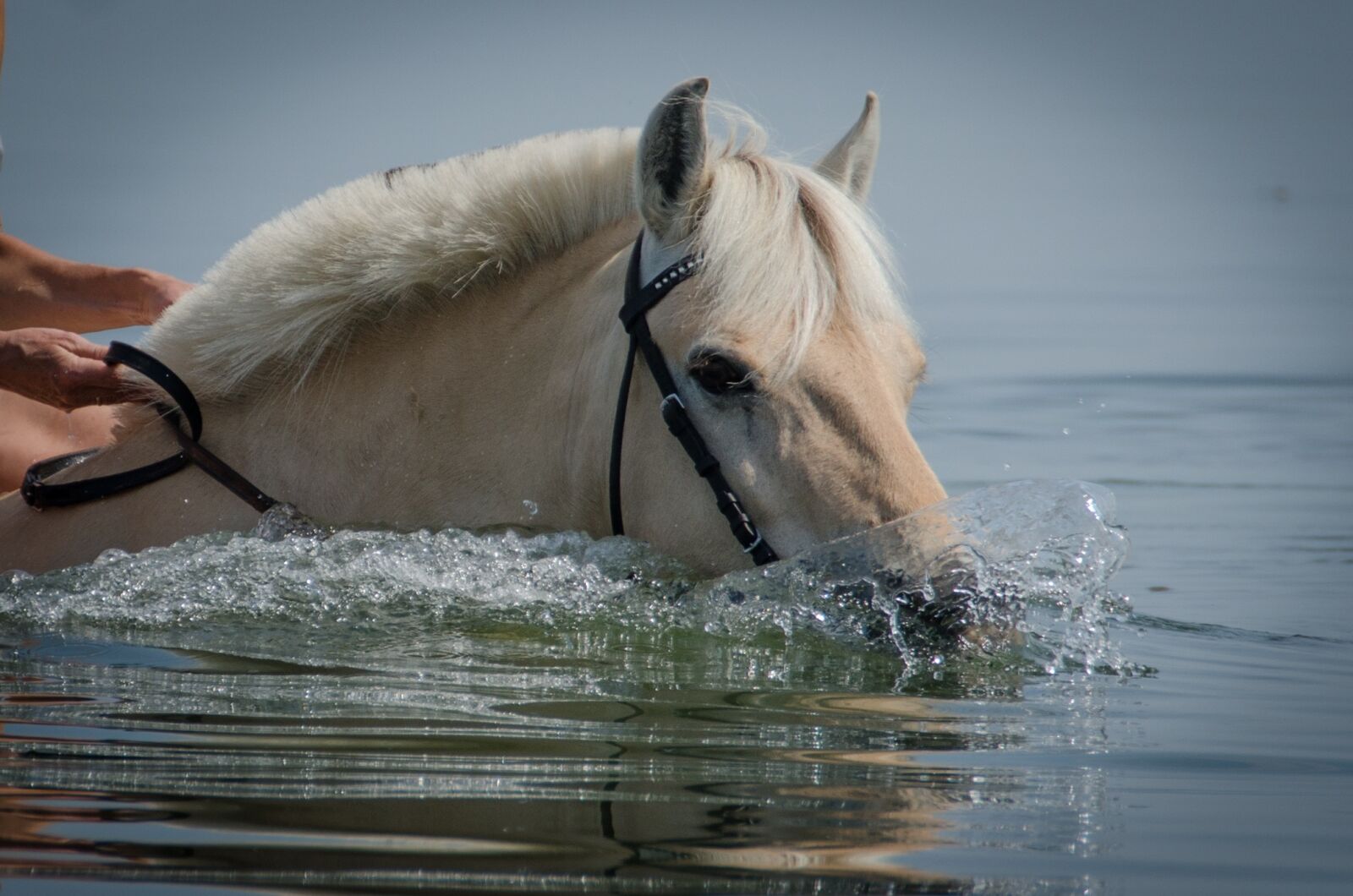 Nikon D7000 sample photo. Horse, swimming horse, beach photography
