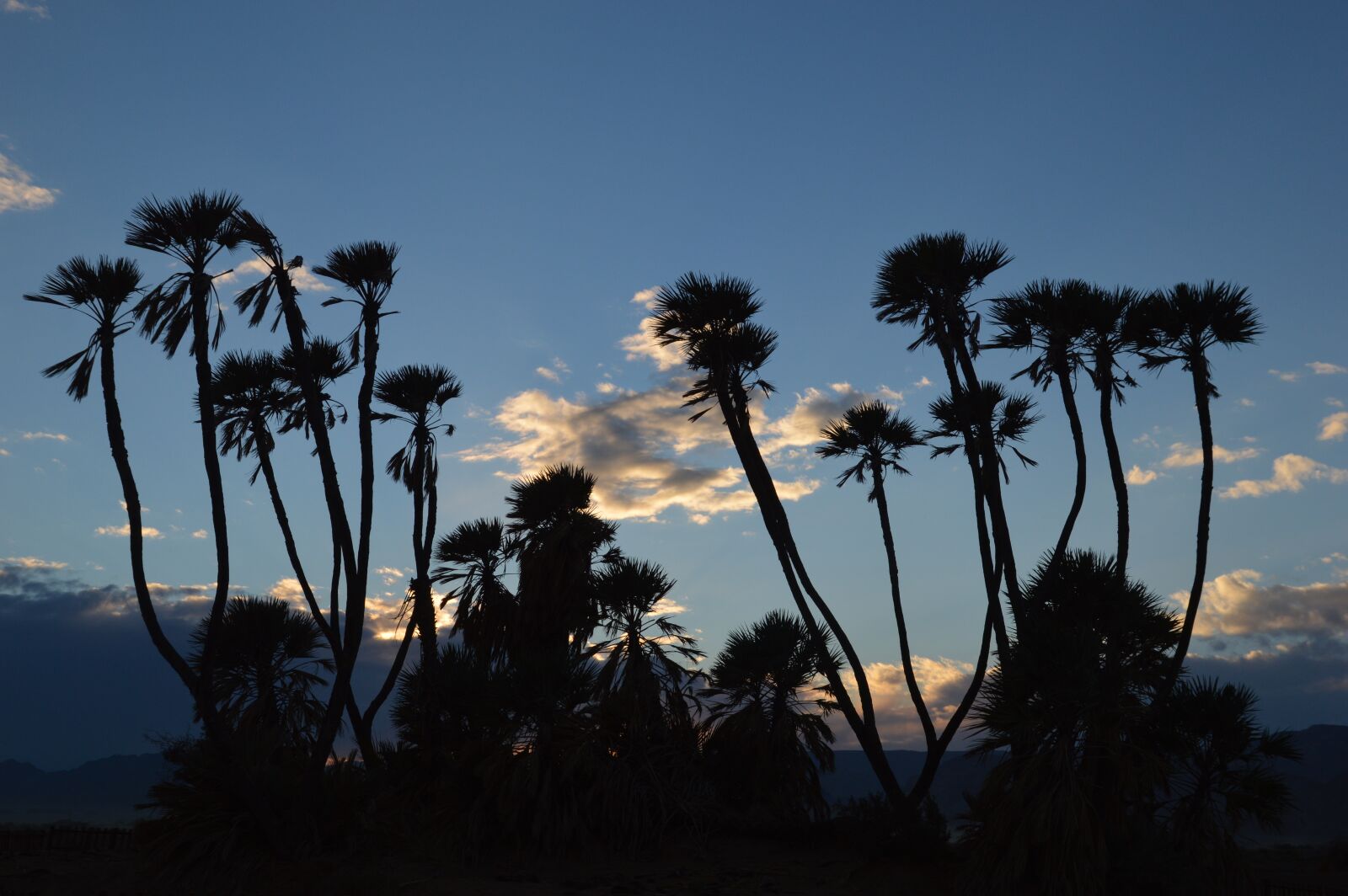 Nikon D3200 sample photo. Tree, palm, palm tree photography