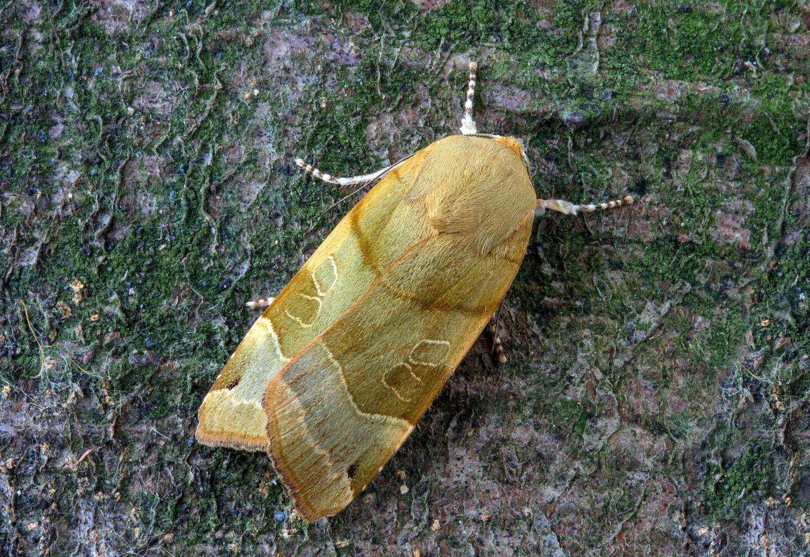 Canon EOS 400D (EOS Digital Rebel XTi / EOS Kiss Digital X) sample photo. Broad-bordered-yellow-underwing, moth, wing photography