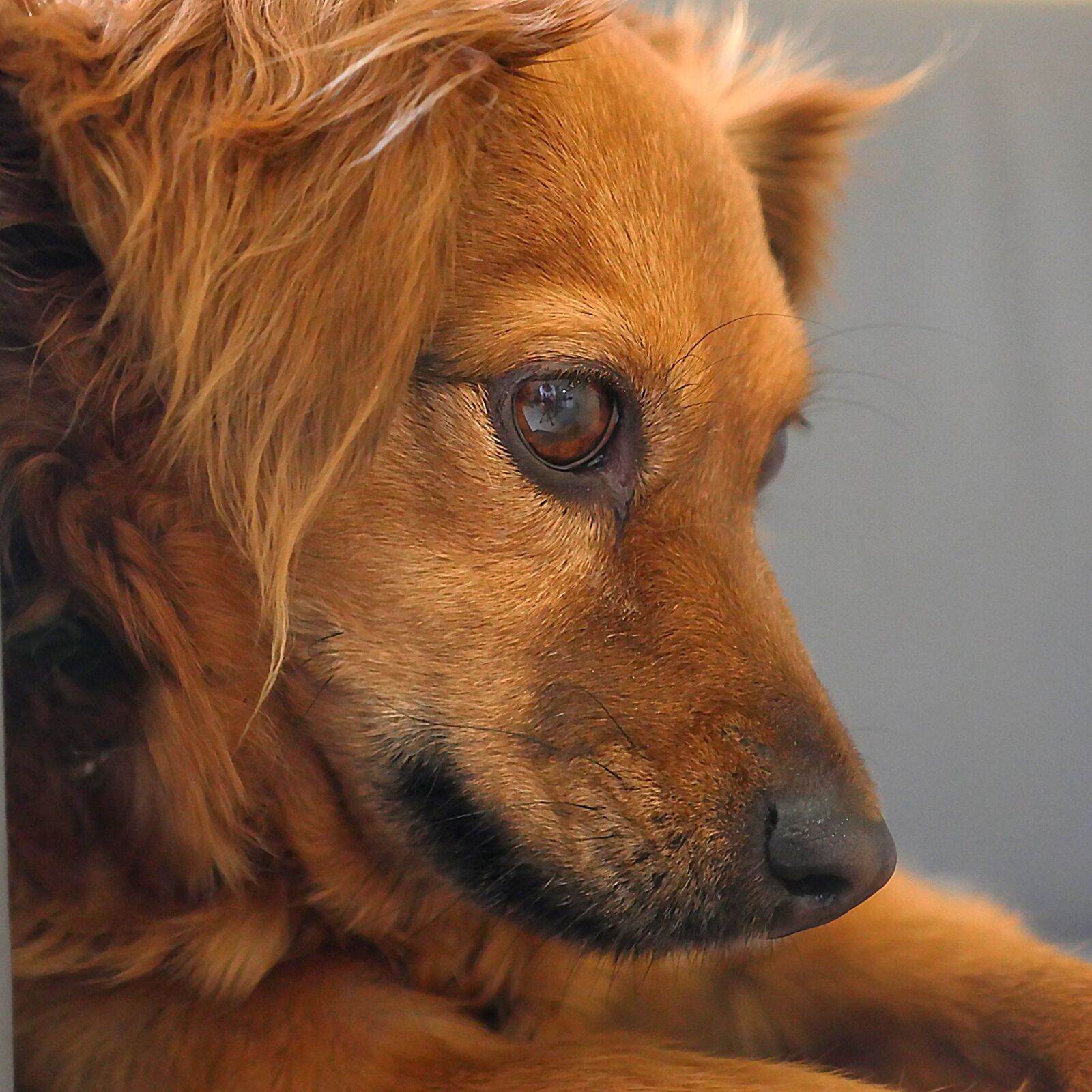 Panasonic Lumix DMC-GH4 sample photo. Dog, pet, animal photography