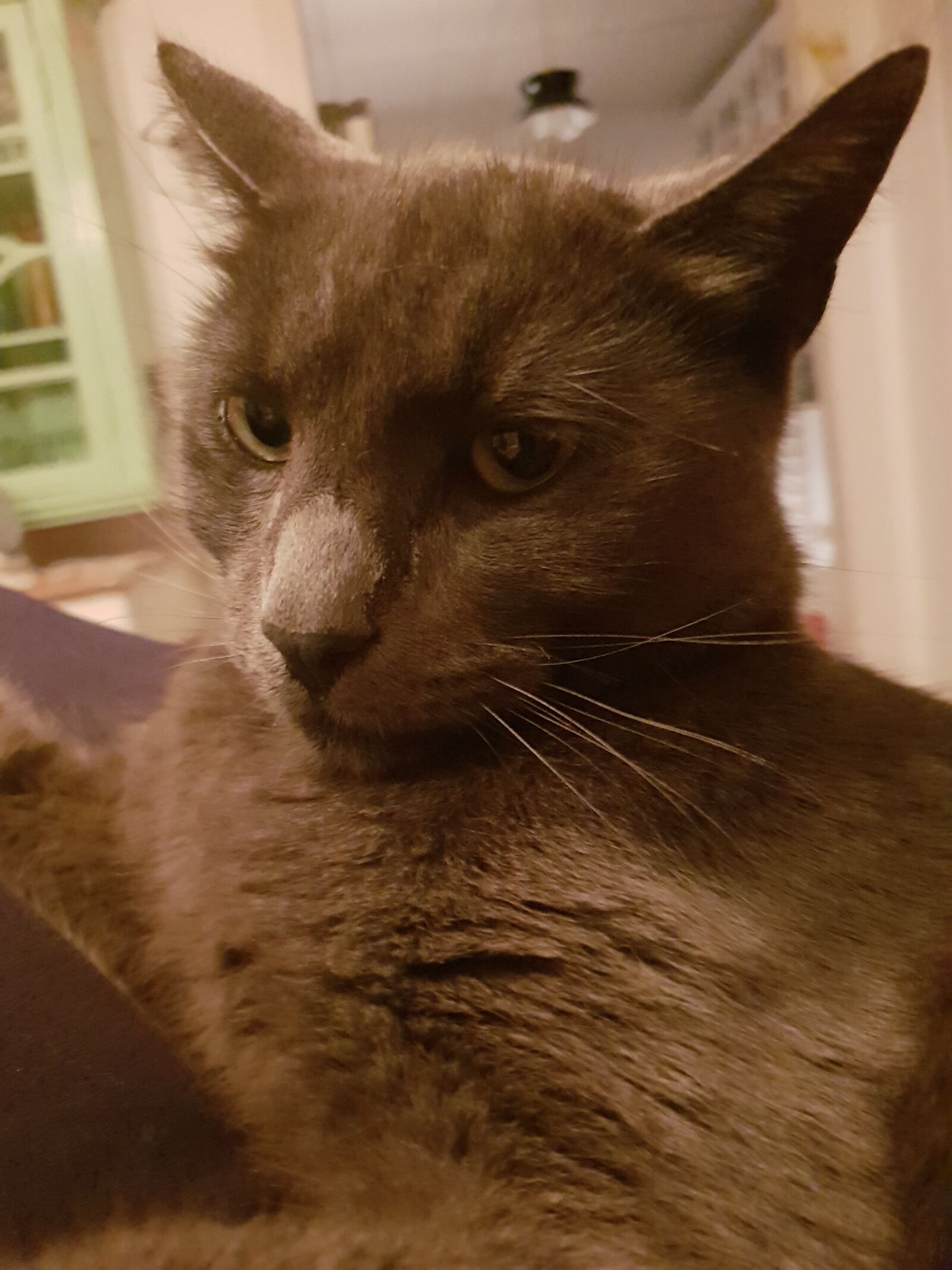 Samsung Galaxy S9+ sample photo. Cat, leo, wildlife photography