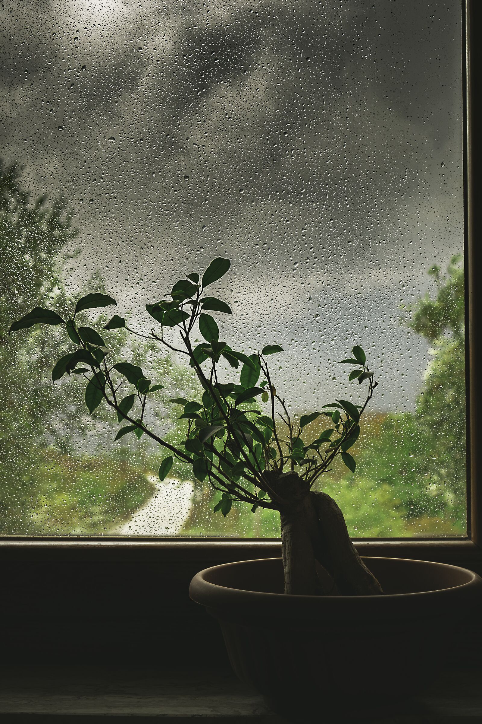 Fujifilm X-T2 sample photo. Bonsai, rain, branch photography