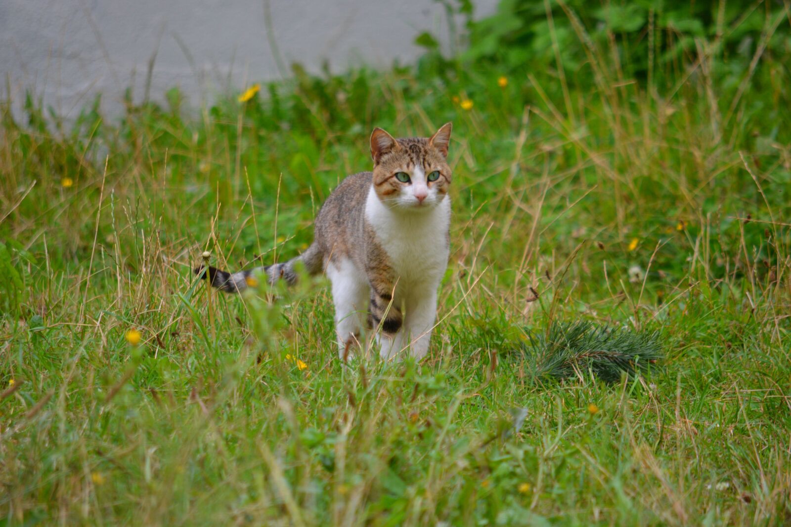 Nikon D5200 sample photo. Cat, feline, animal photography