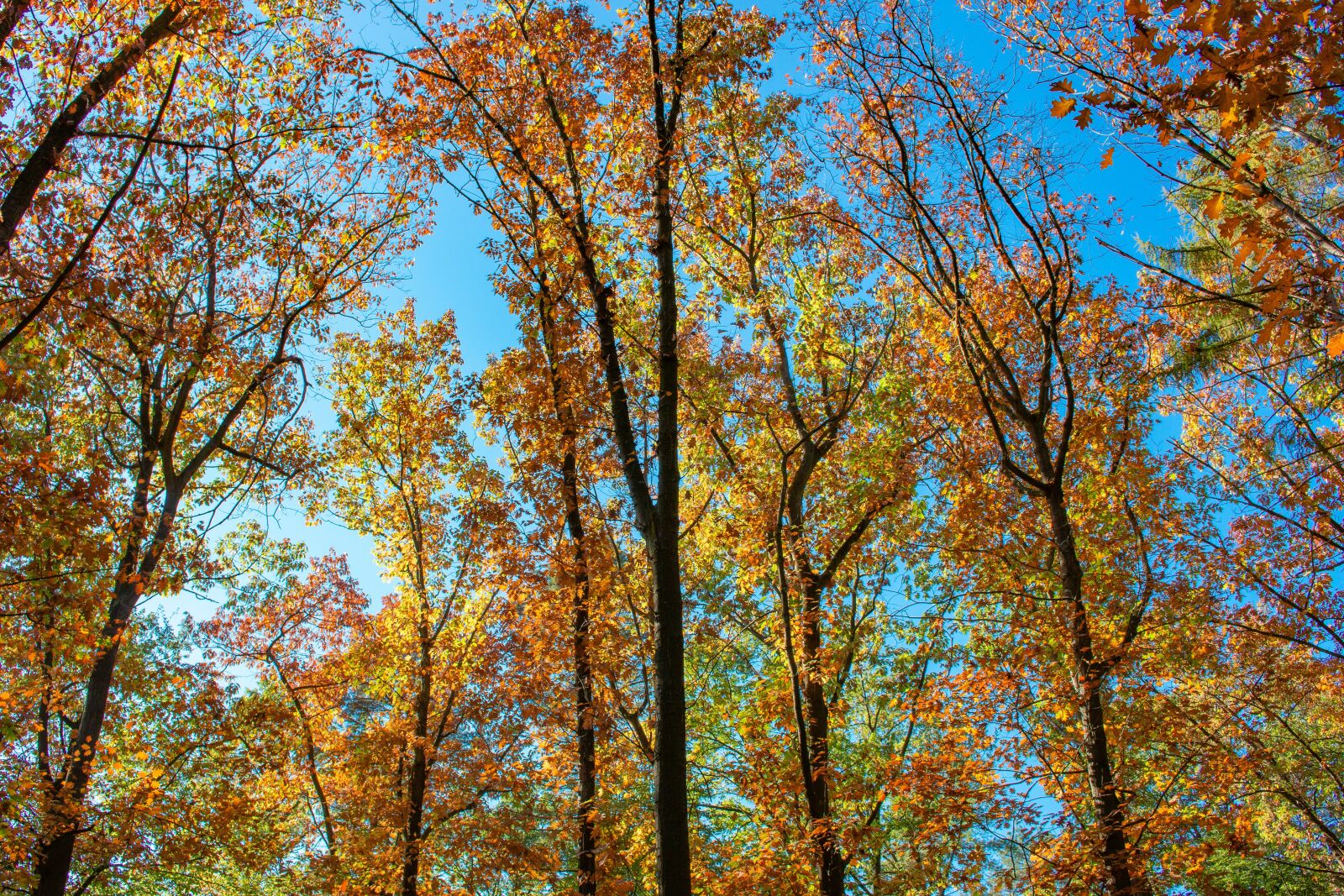Canon EOS 70D sample photo. Autumn, forest, autumn mood photography