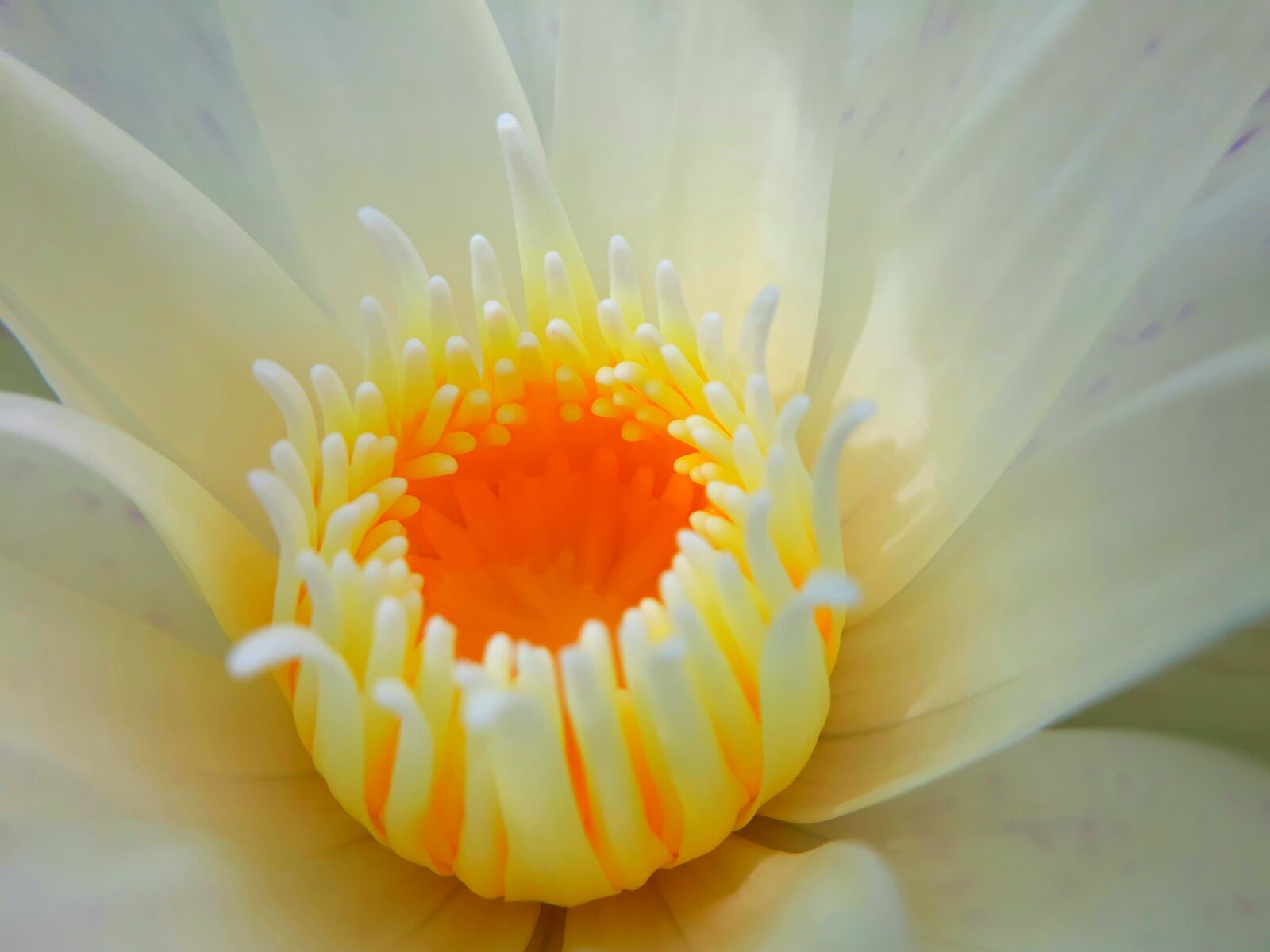 Samsung Galaxy J5 Prime sample photo. Lotus, white, bloom photography