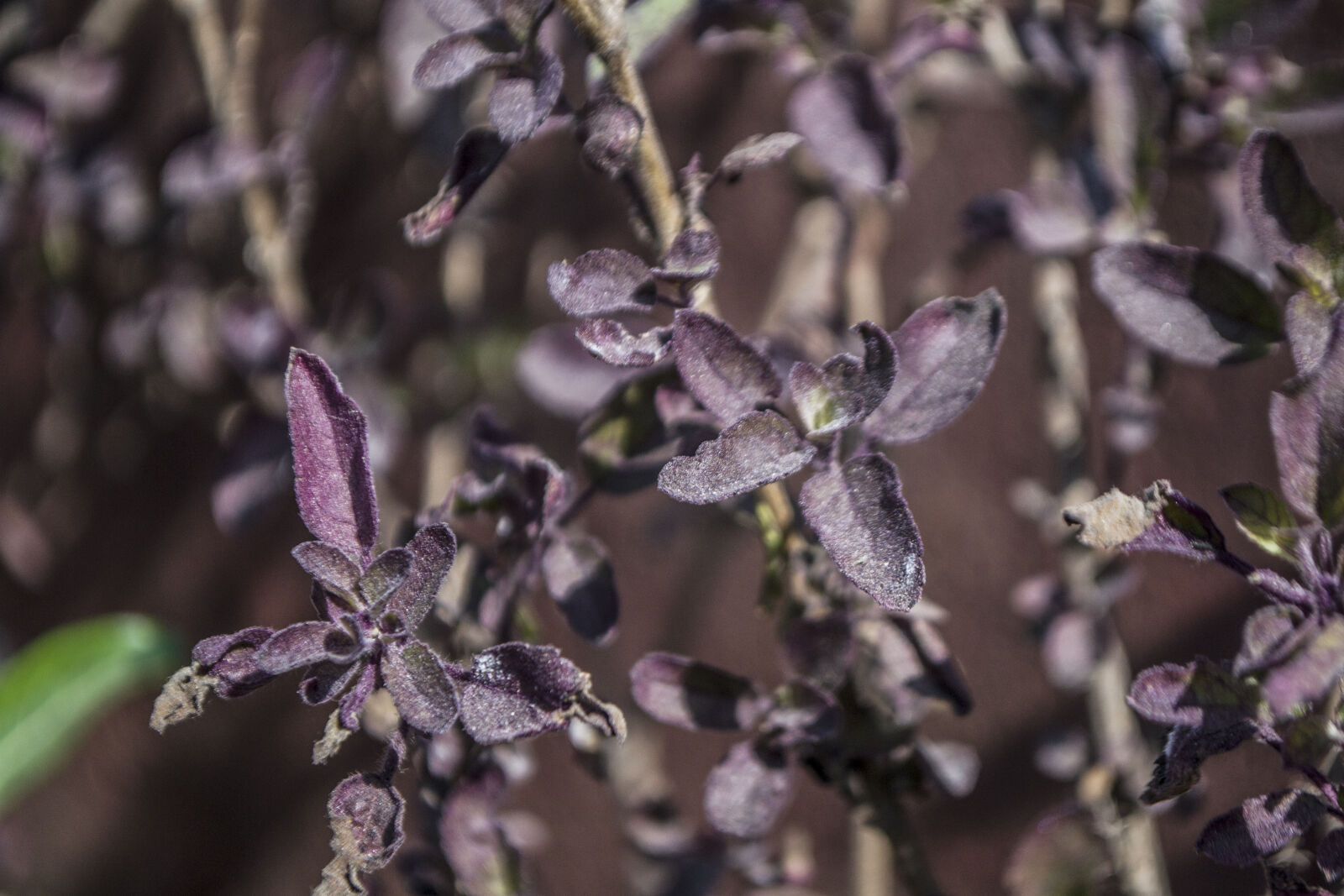 Nikon D3100 sample photo