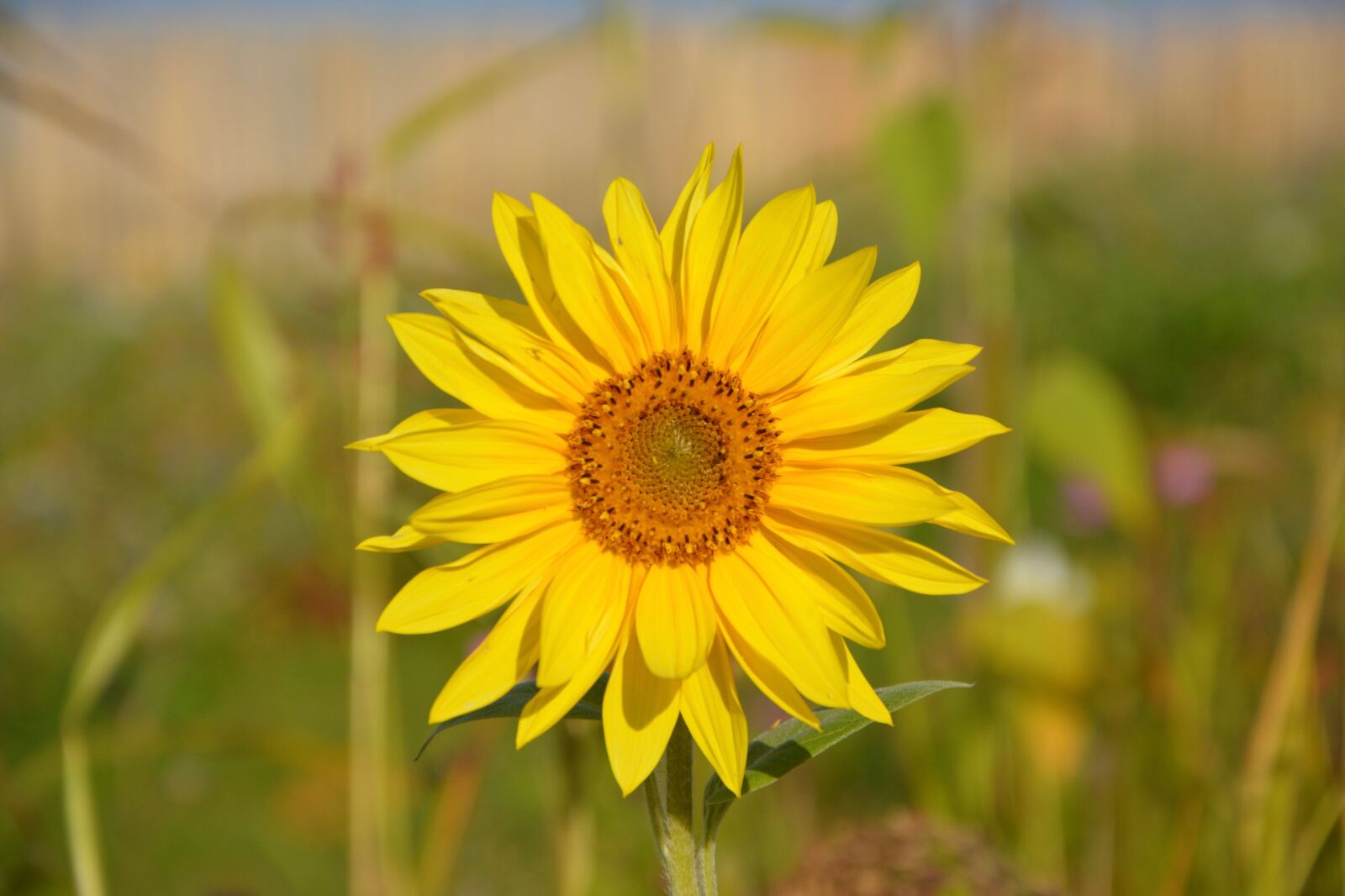 Nikon D5200 sample photo. Flower sunflower, yellow petals photography