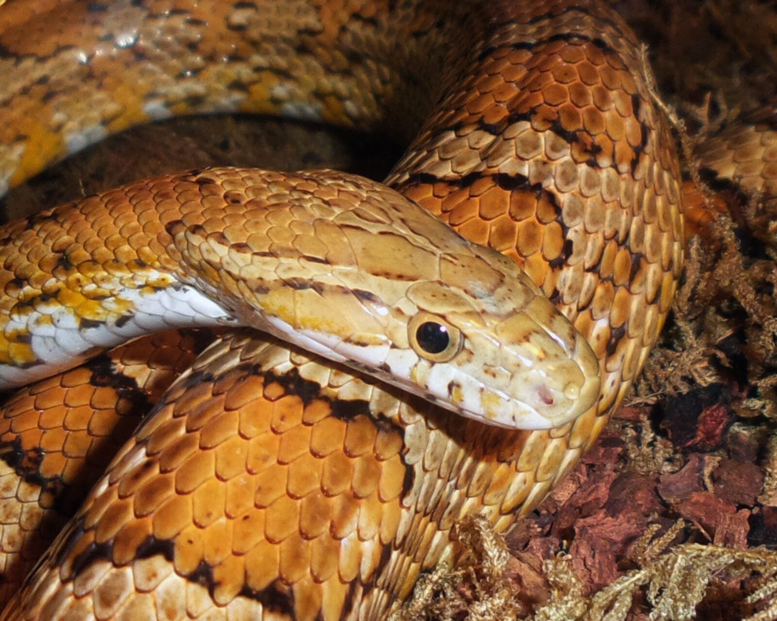 Samsung Galaxy S4 Zoom sample photo. Snakes, corn, yellow photography