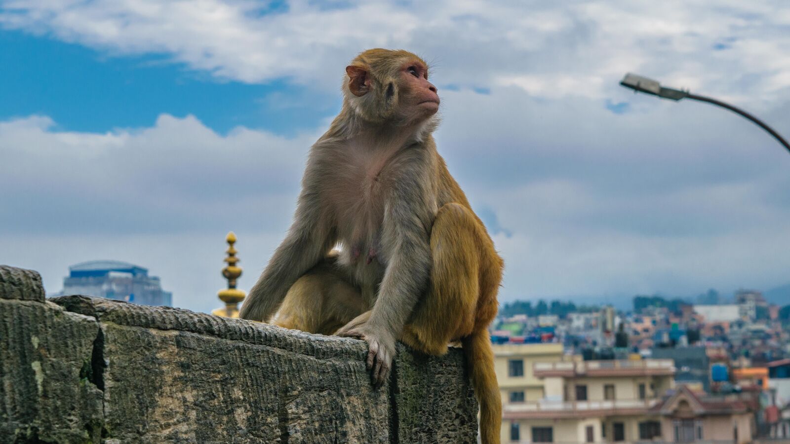 Nikon D5300 sample photo. Monkey, staring monkey, posing photography