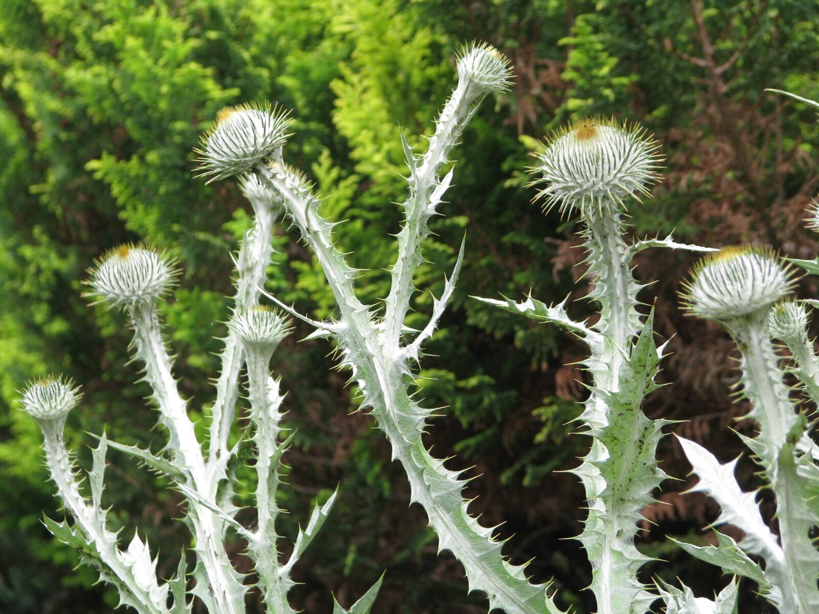 Canon POWERSHOT S5 IS sample photo. Cotton thistle, onopordum acanthium photography