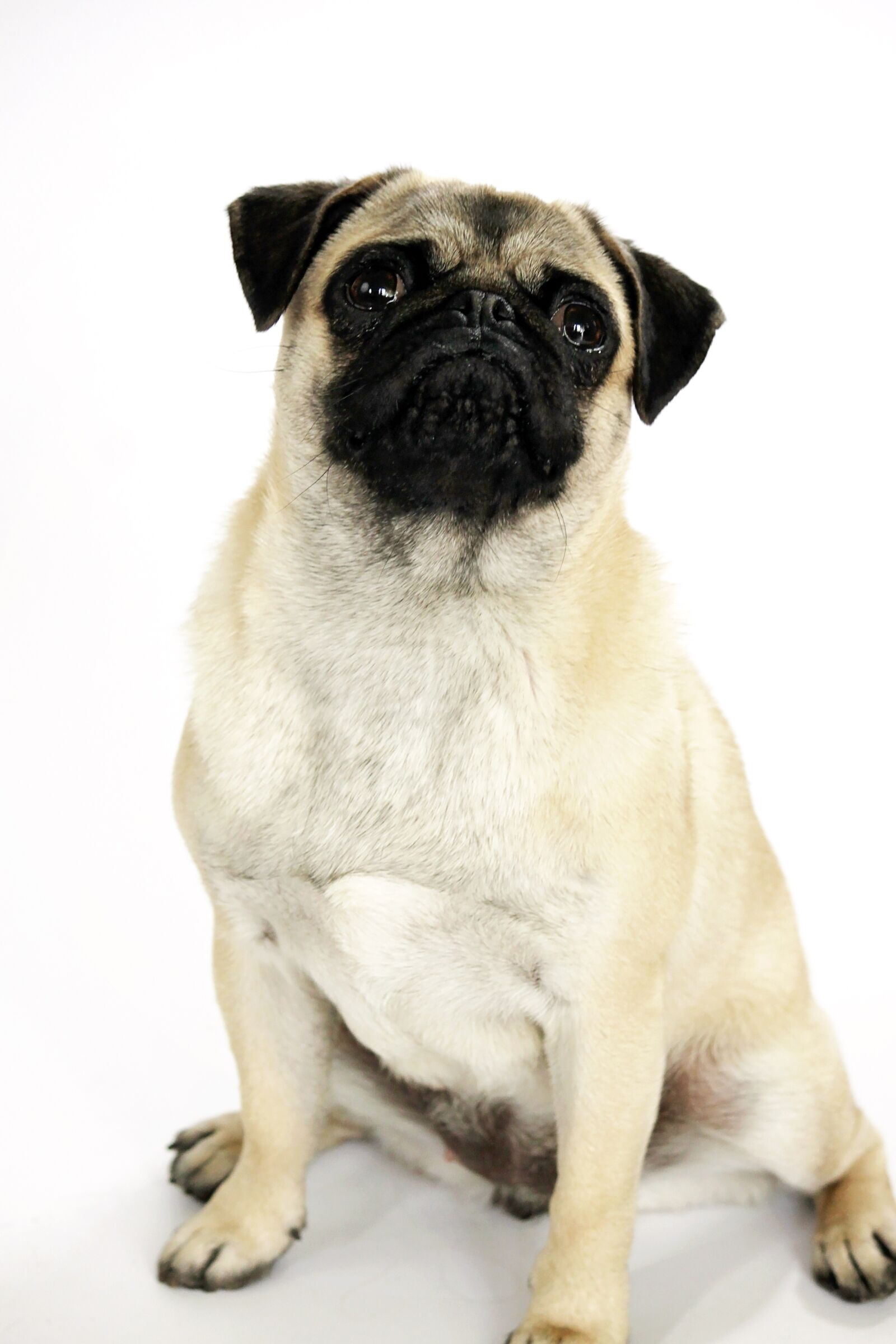 Canon EOS 500D (EOS Rebel T1i / EOS Kiss X3) sample photo. Dog, cute, pet photography