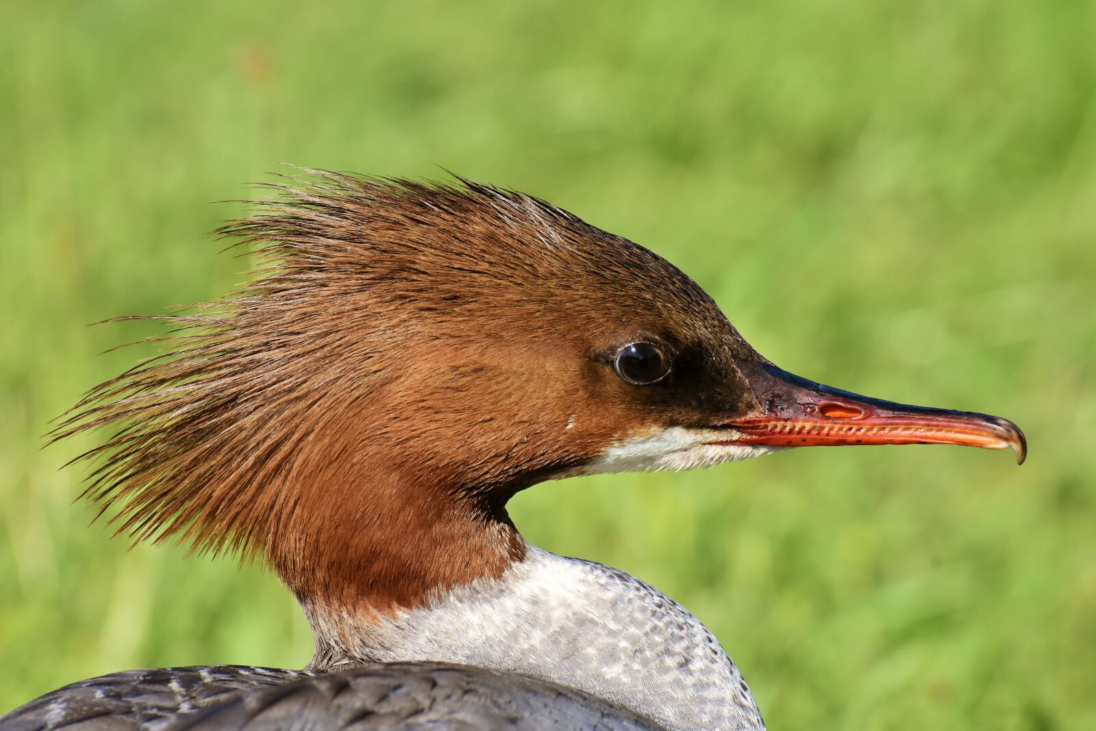 Nikon D7200 sample photo. Merganser, mergus merganser, duck photography