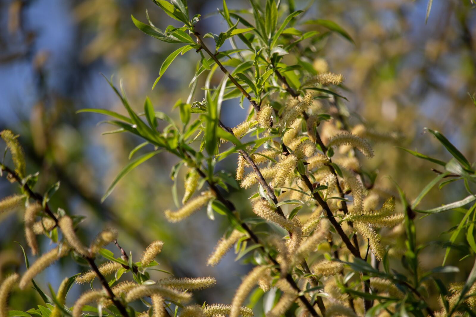 Canon EOS 100D (EOS Rebel SL1 / EOS Kiss X7) sample photo. Spring, bough, tree photography