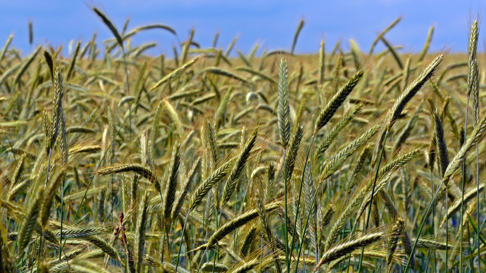 Nikon D5200 sample photo. Cereals, grain, field photography