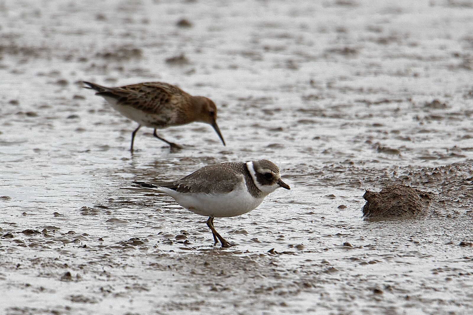 Canon EOS 7D Mark II sample photo. Ringed-plover, seabird, mud photography