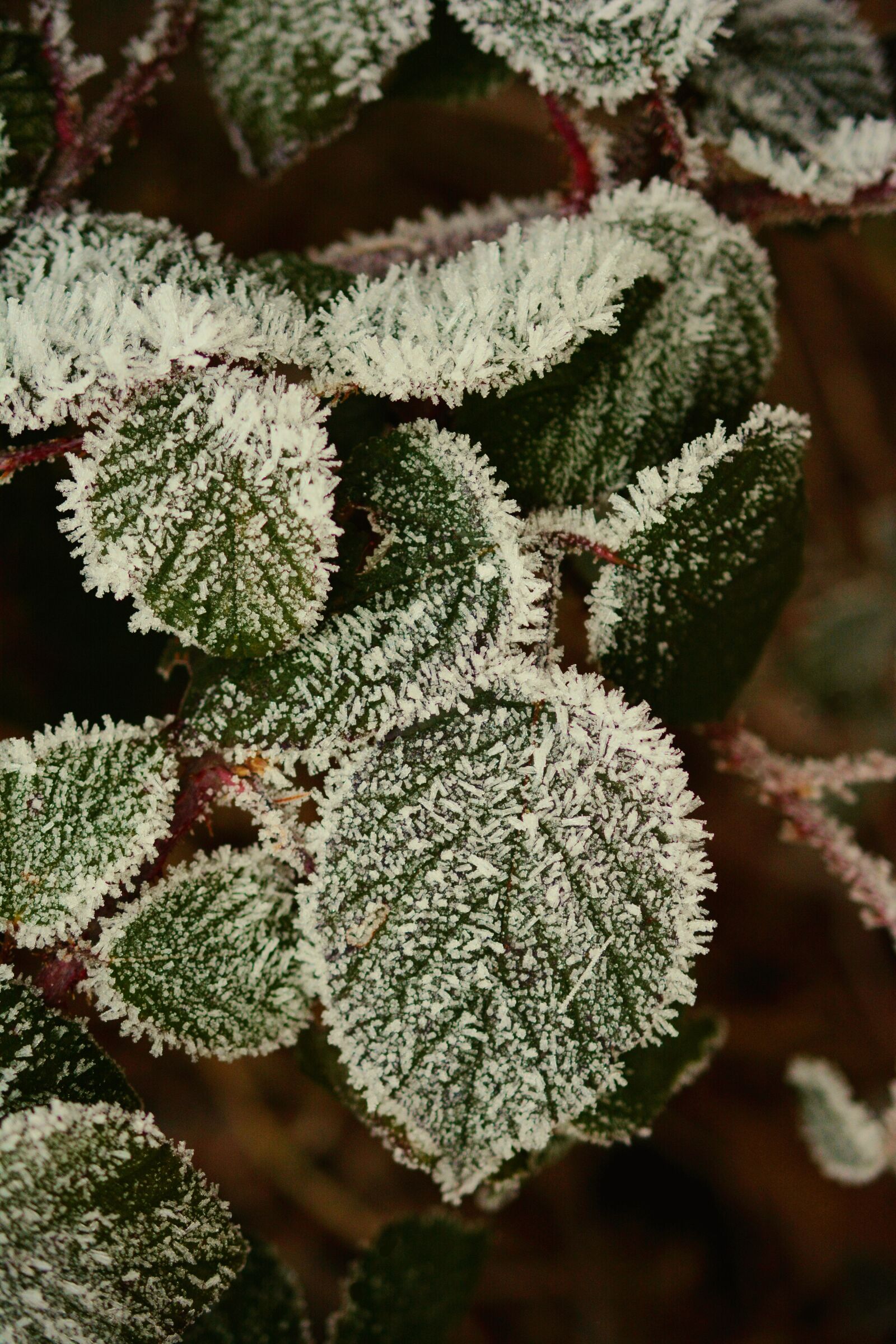 Nikon D5200 sample photo. Hoarfrost, leaves, frozen photography