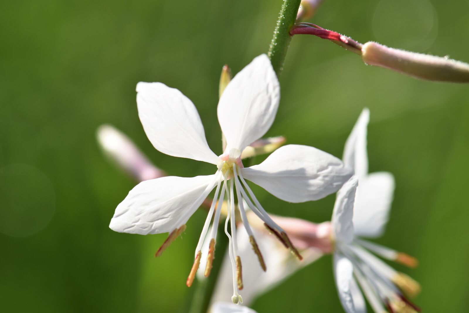 Nikon D5500 sample photo. Gaura, flower, plant photography