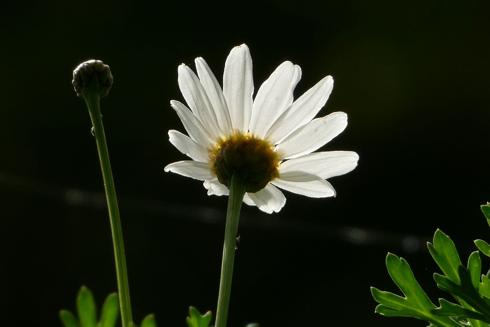 Panasonic Lumix DMC-FZ1000 sample photo. Flower, margriet, white photography