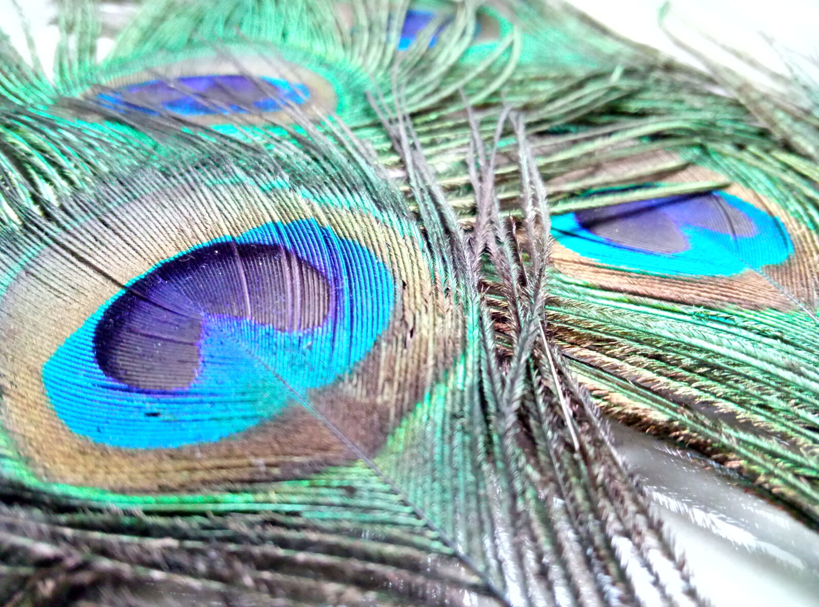 Meizu m3 note sample photo. Colorful, feather, feathers, peacock photography