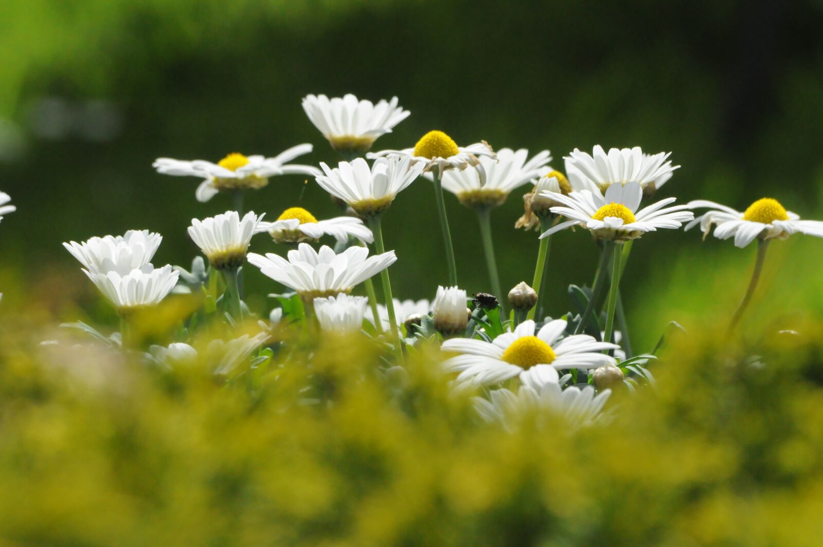Nikon D5000 sample photo. Flowers, margueritte, marguerittes photography