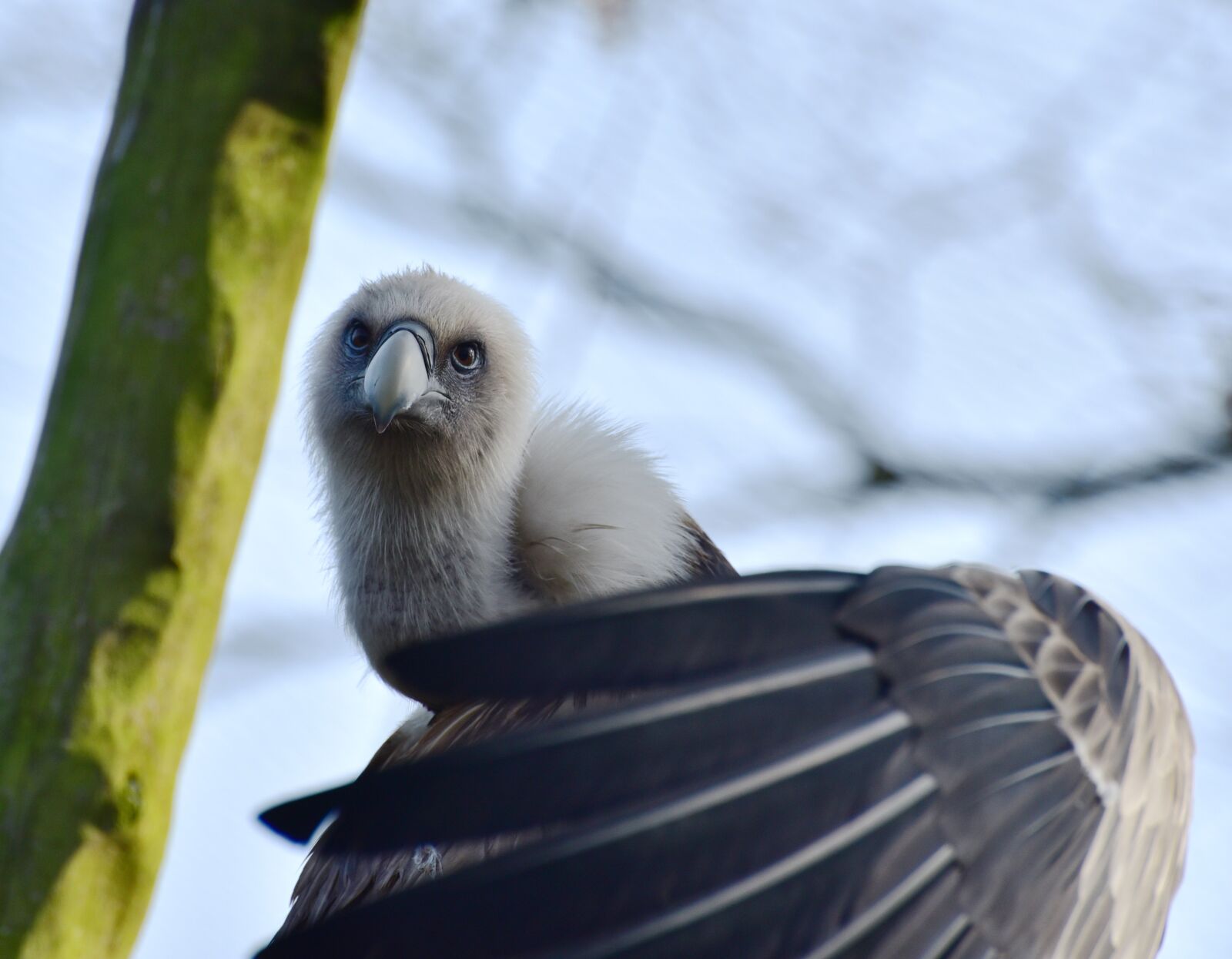 Nikon D750 sample photo. Vulture, scavengers, feather photography