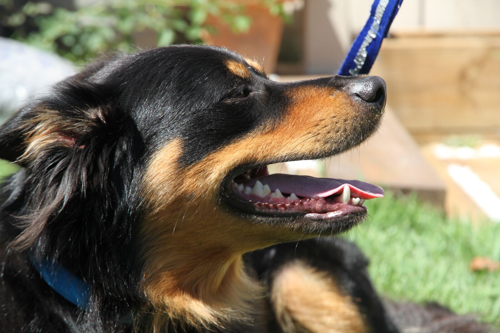 Canon EOS 7D sample photo. Border collie, friend, dog photography