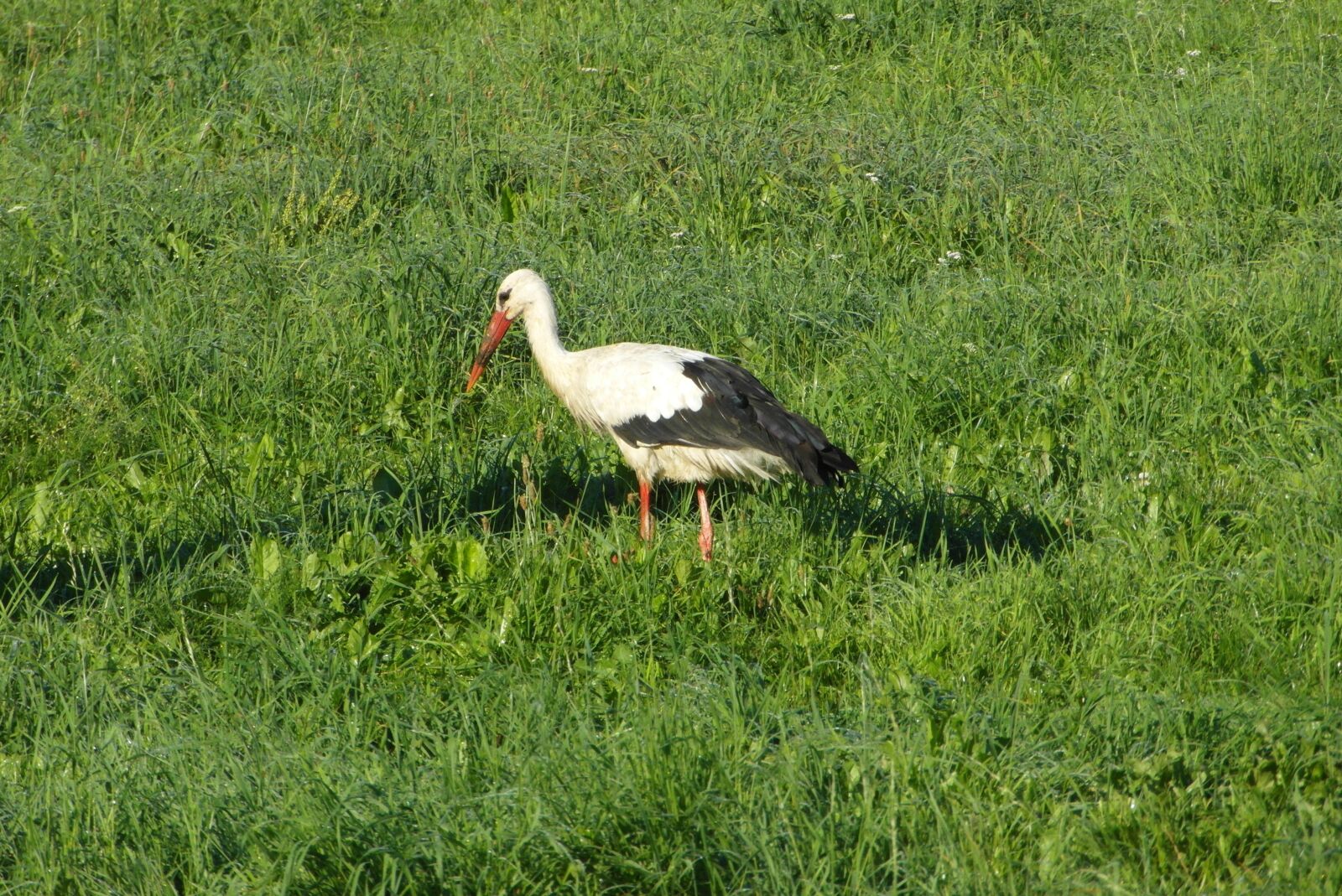 Samsung WB750 sample photo. Stork, bird, flying photography