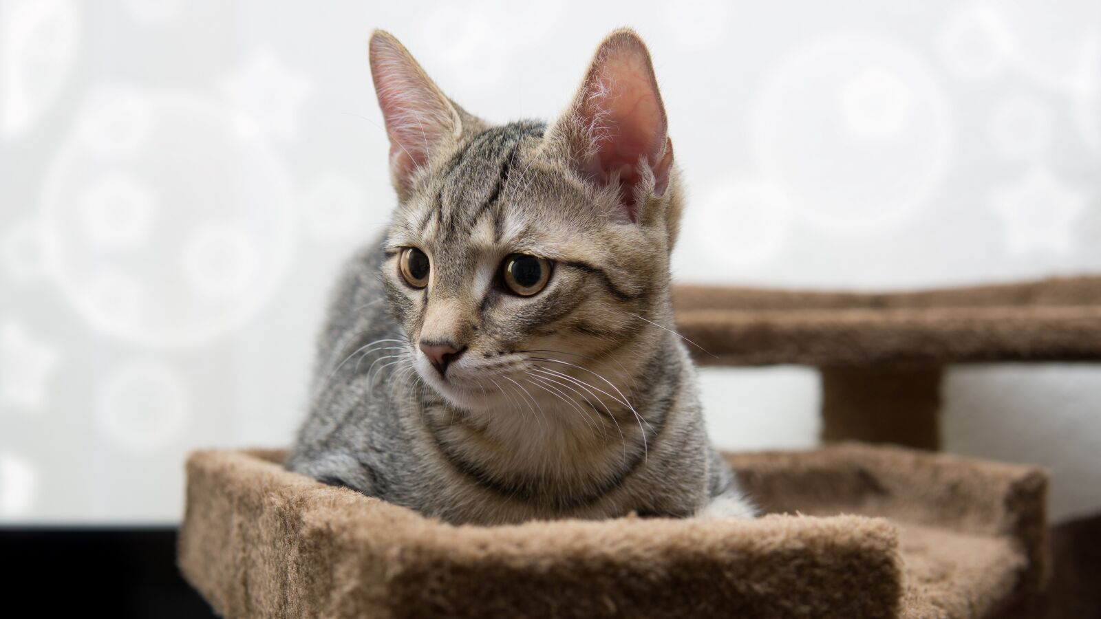 30mm F1.4 DC DN | Contemporary 016 sample photo. Cat, small, mackerel photography