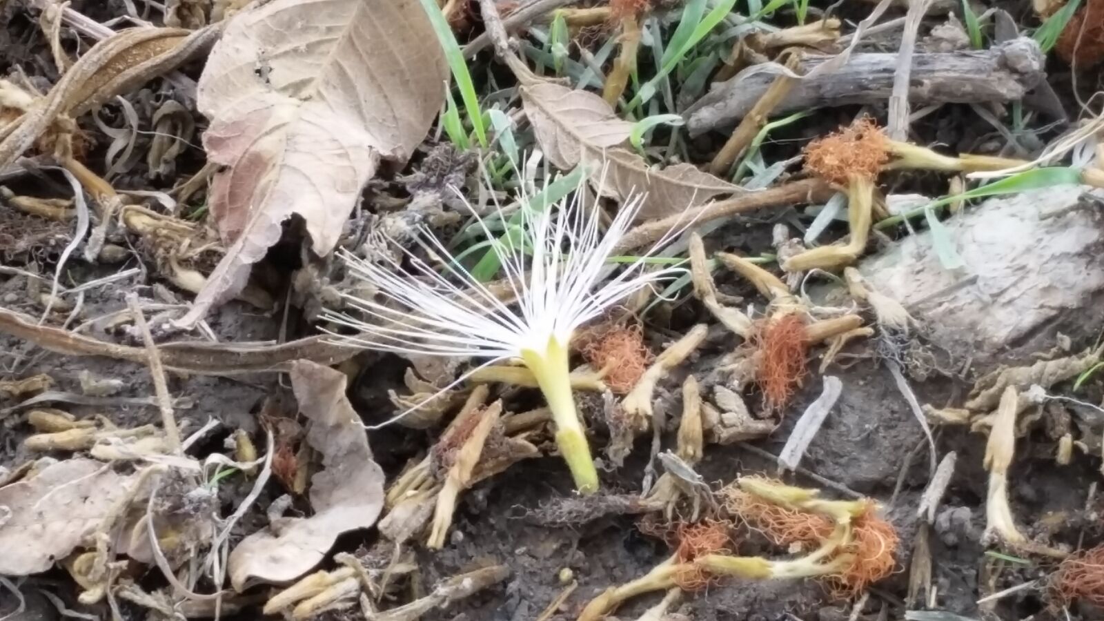 Samsung Galaxy S5 sample photo. Flower, natural, nature photography