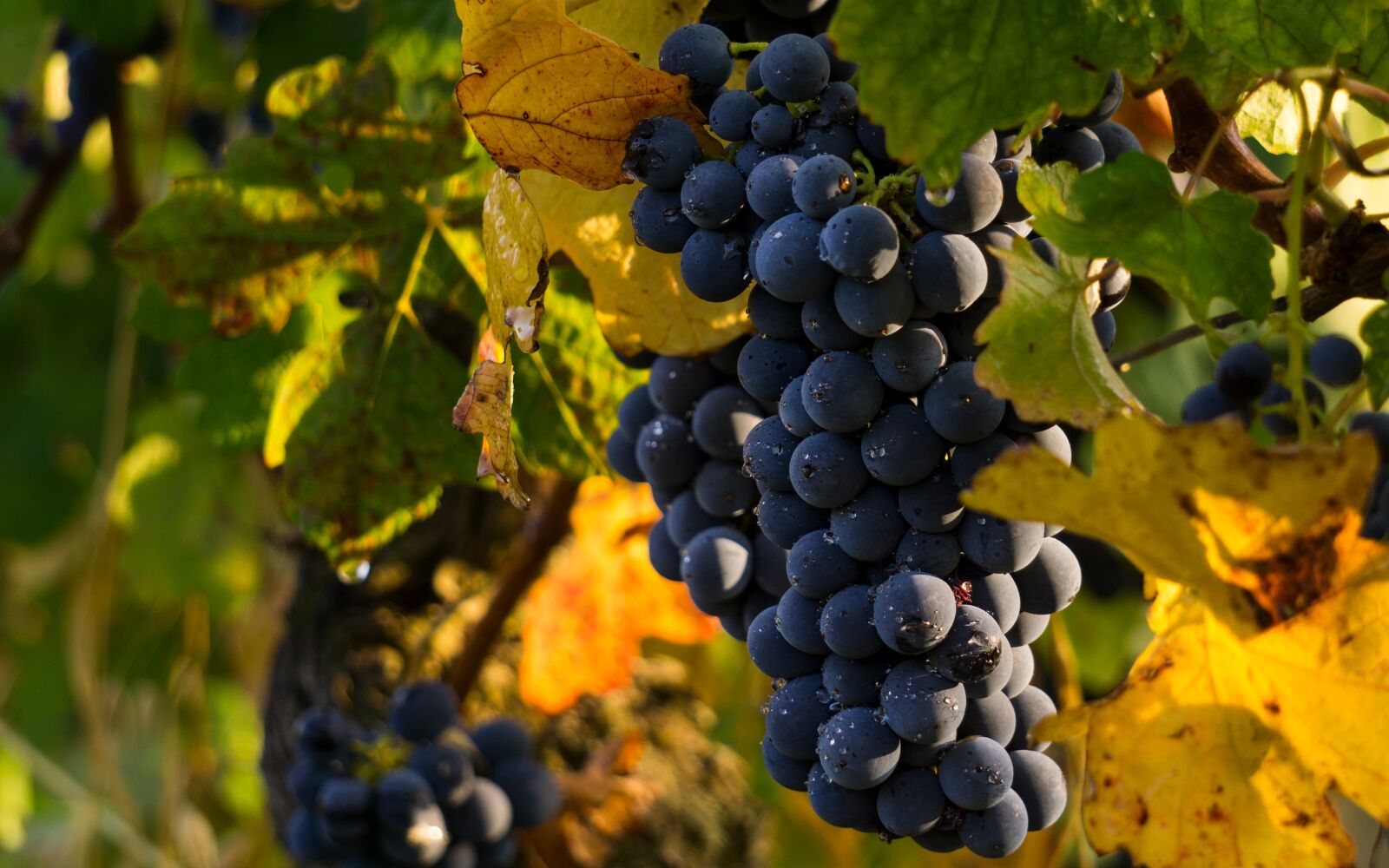 Sony E 55-210mm F4.5-6.3 OSS sample photo. Grapes, vintage, screw photography