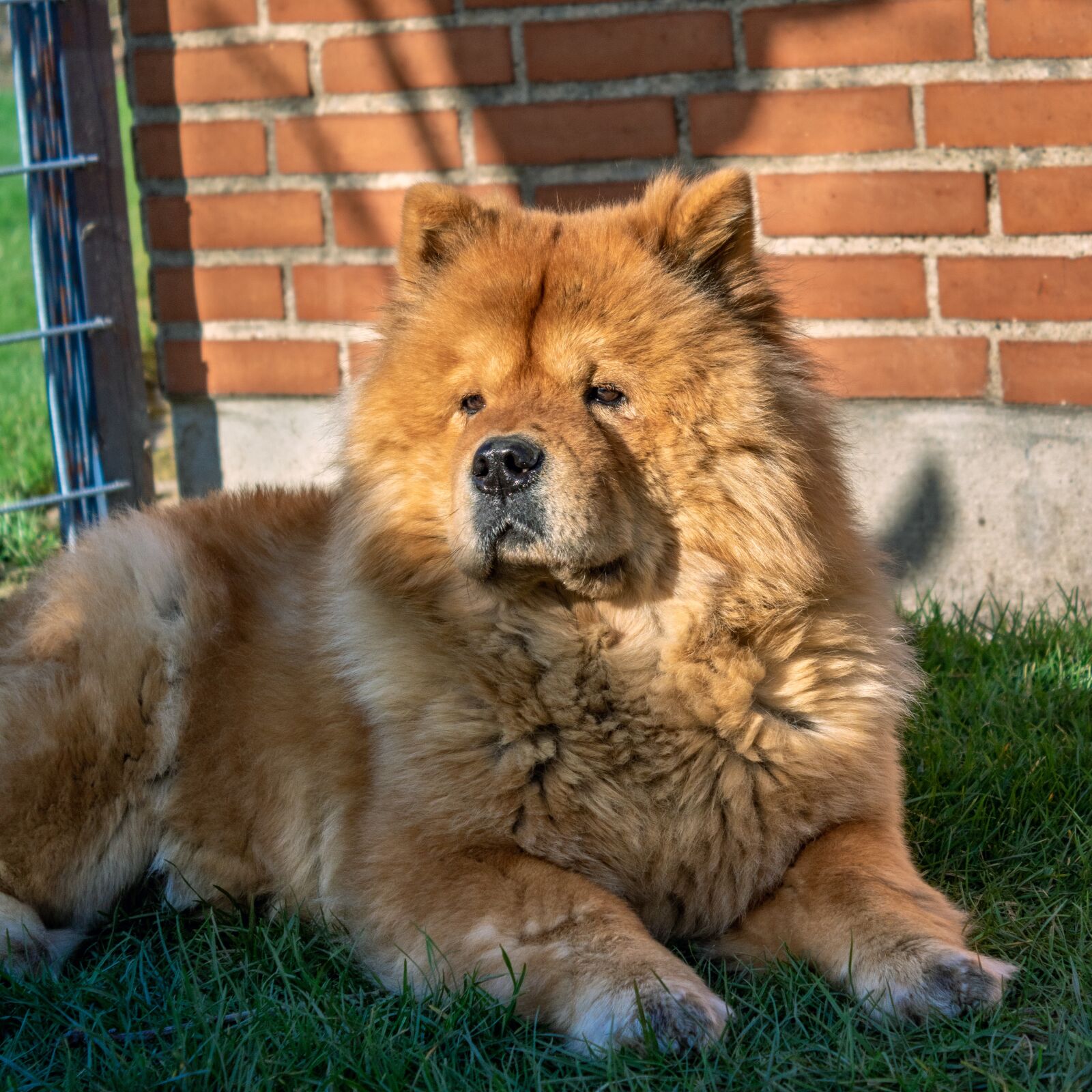 Canon EOS 750D (EOS Rebel T6i / EOS Kiss X8i) + Canon EF-S 18-55mm F3.5-5.6 III sample photo. Chow chow, chow, chow-chow photography