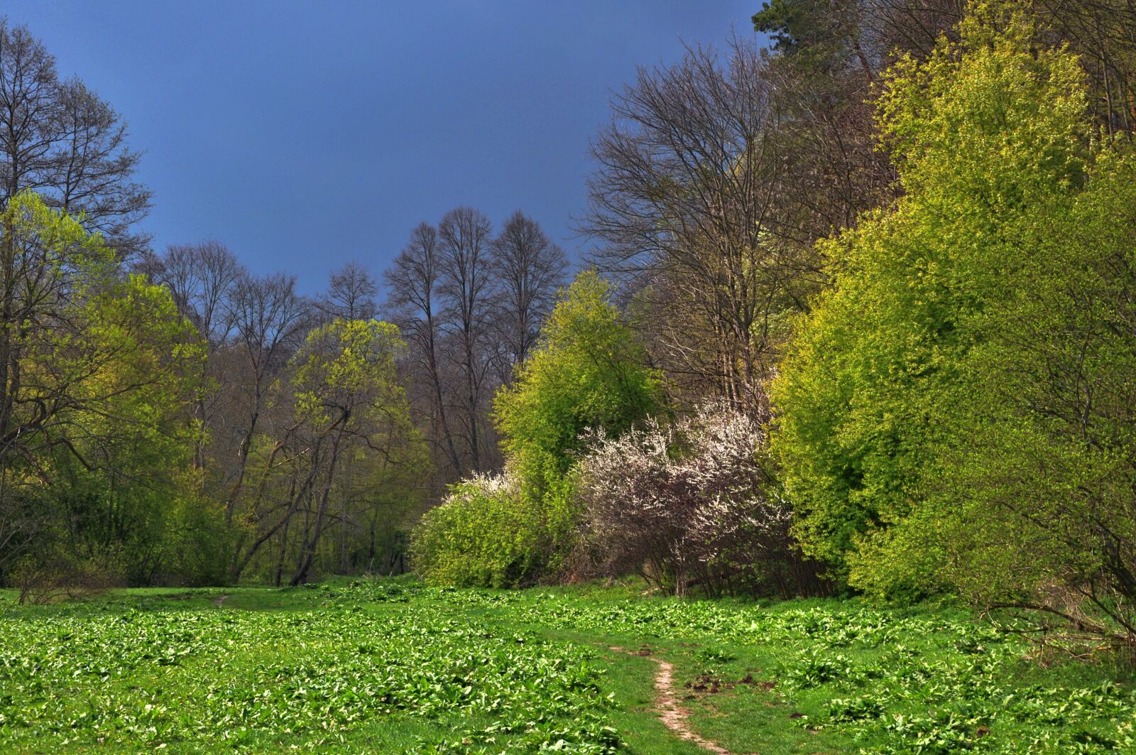 Nikon D90 sample photo. Polyana, forest, tree photography