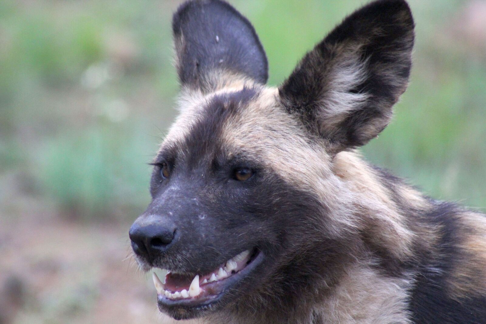 Canon EOS 60D sample photo. Wild dog, nature, carnivore photography