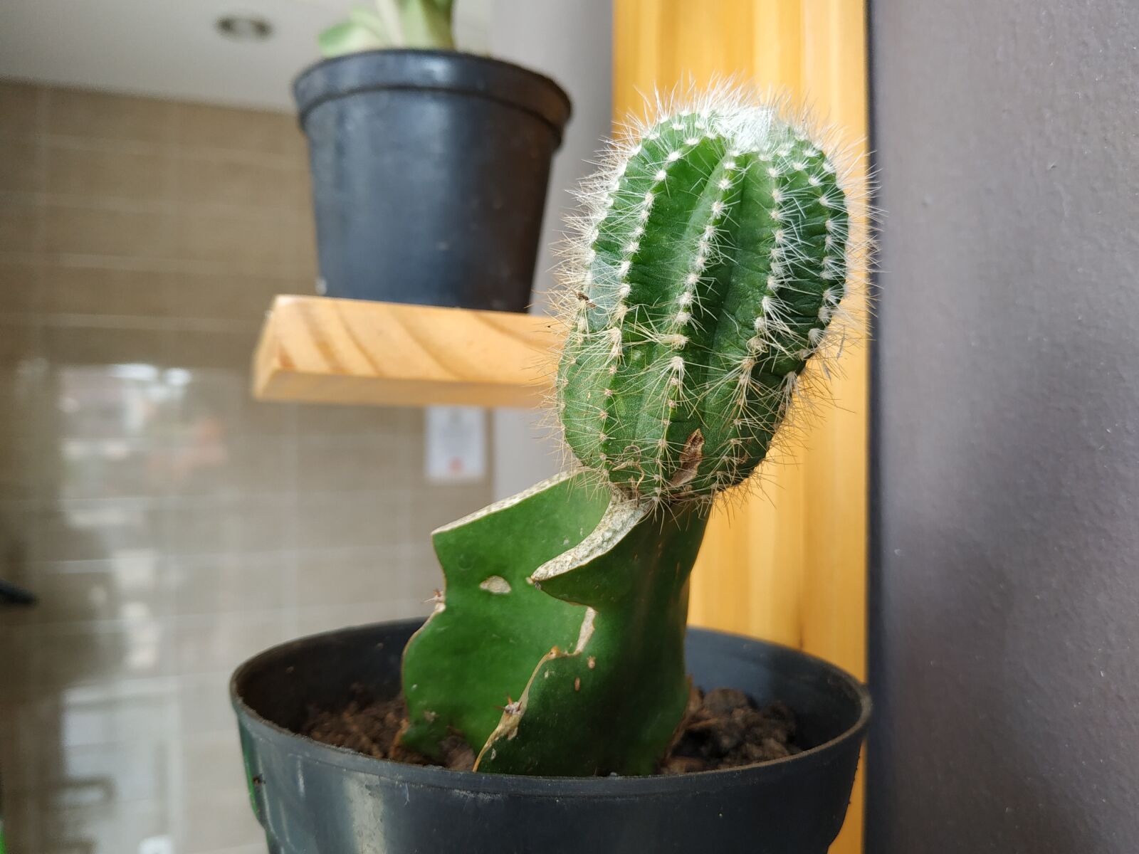 Xiaomi Redmi Note 5 sample photo. Cactus, bonsai, plant photography