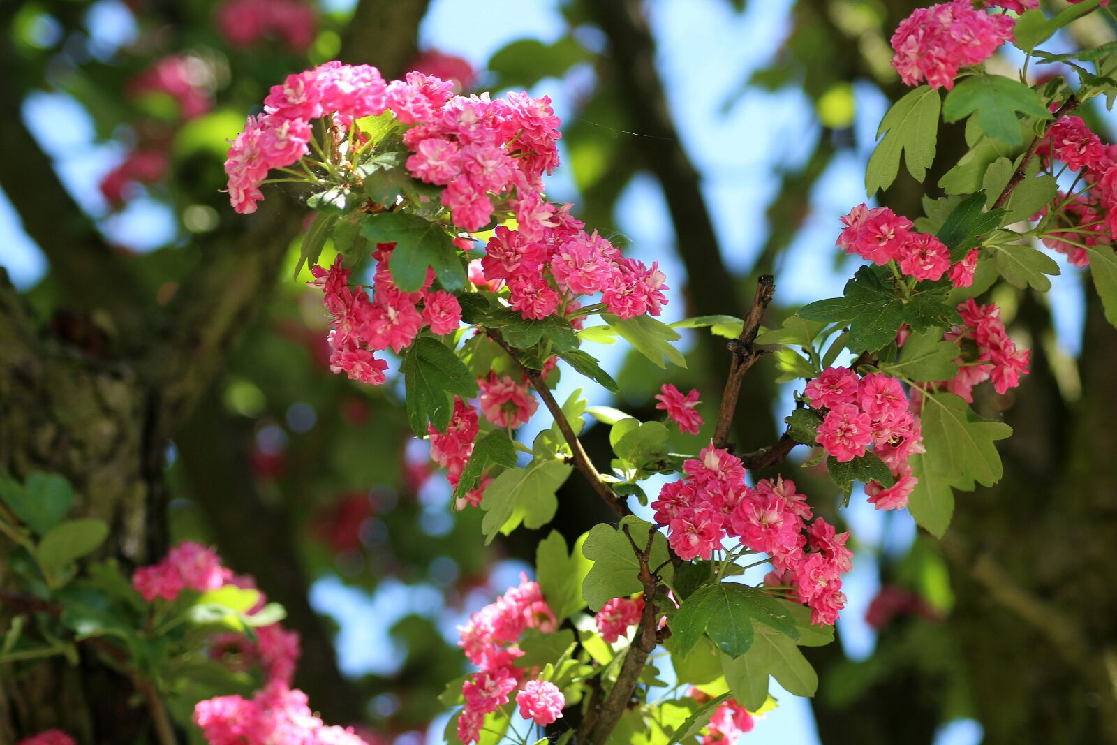 Canon EOS 1200D (EOS Rebel T5 / EOS Kiss X70 / EOS Hi) sample photo. Tree, crataegus, flowering photography