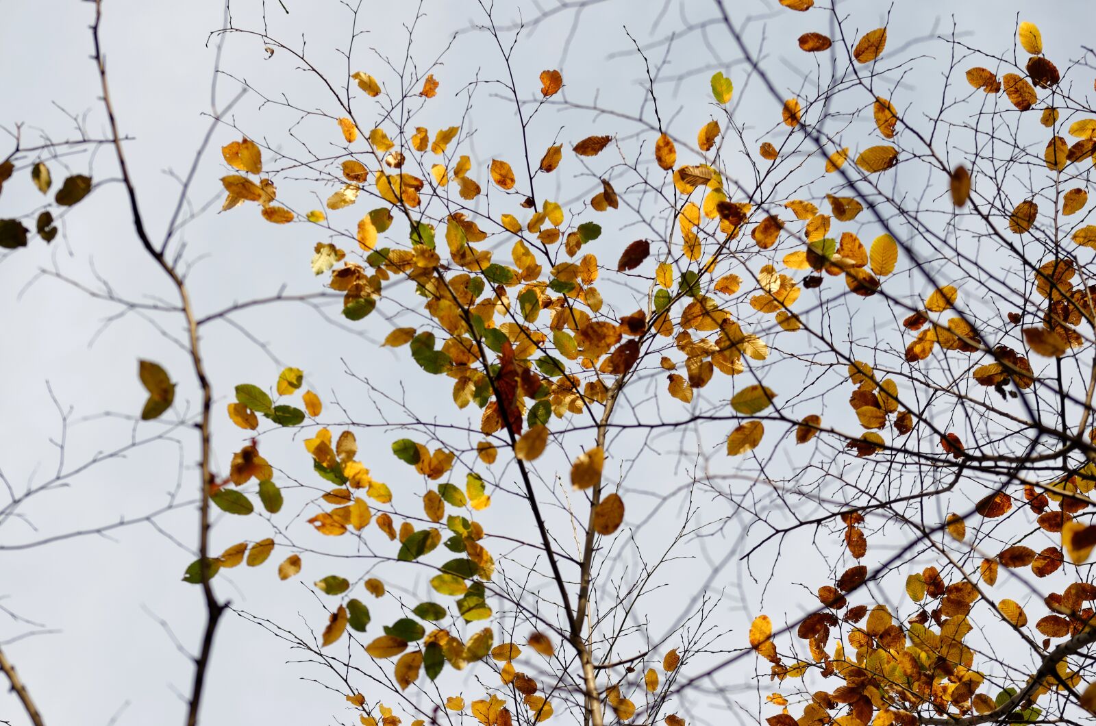 Nikon D5100 sample photo. Landscape, leaves, colored photography