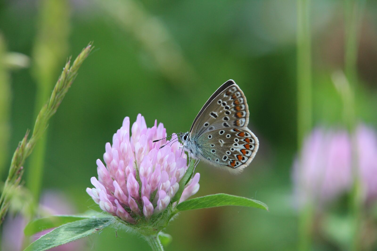 Canon EOS 1200D (EOS Rebel T5 / EOS Kiss X70 / EOS Hi) sample photo. Butterfly, blossom, bloom photography