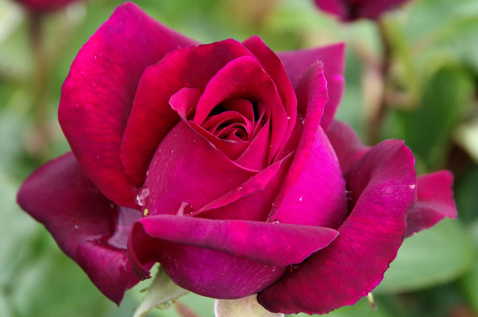 Pentax K-50 sample photo. Rose, blossom, bloom photography