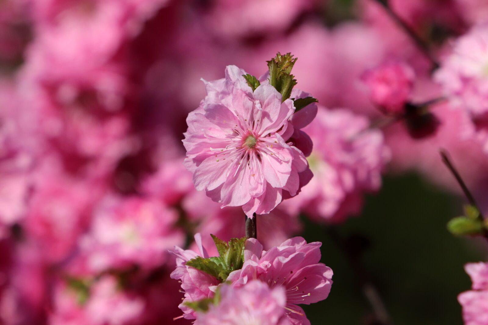 Canon EF 70-200mm F2.8L USM sample photo. Spring flowers, pink, spring photography