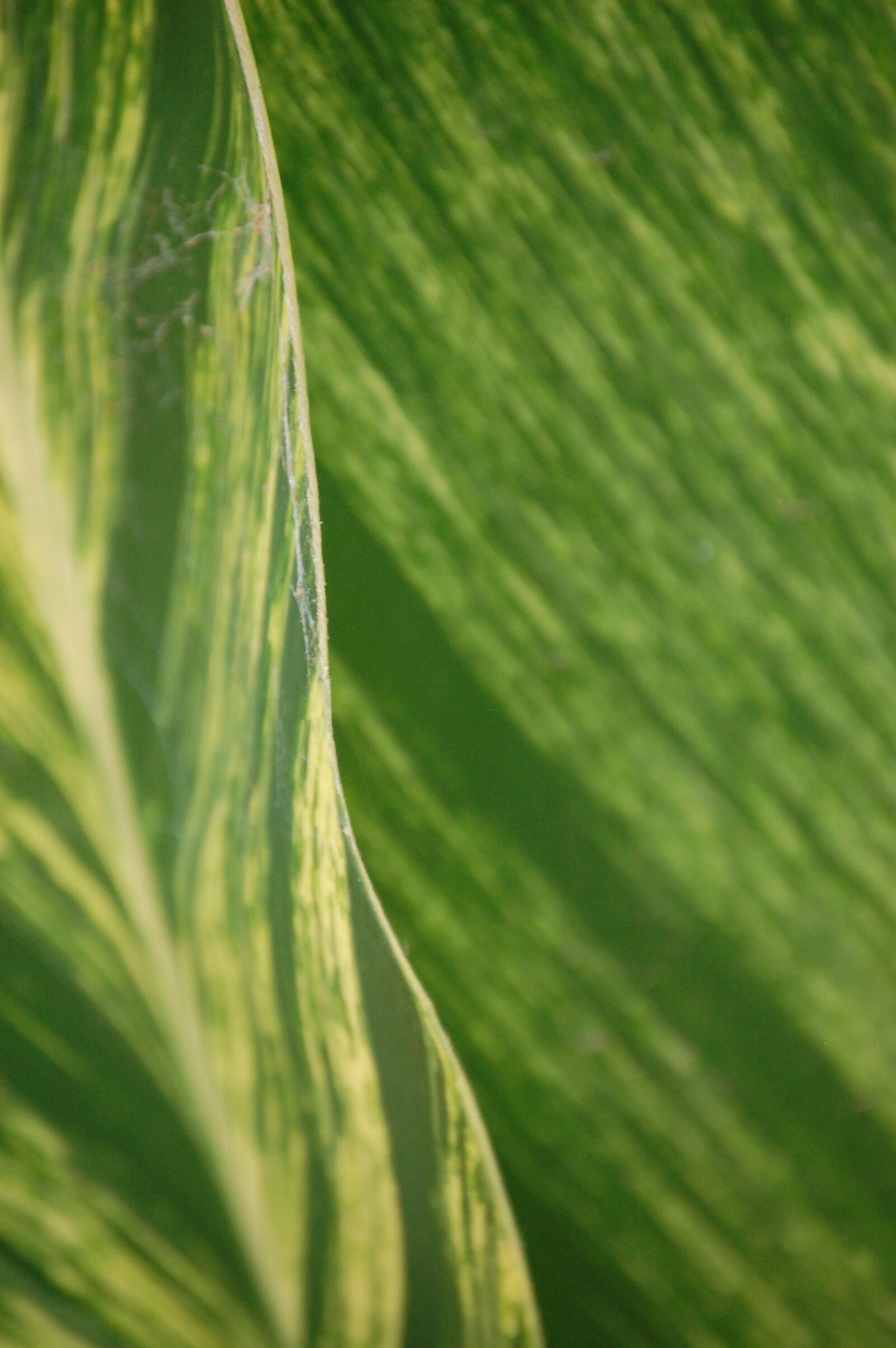Nikon D40 sample photo. Gree, leaf, plant photography