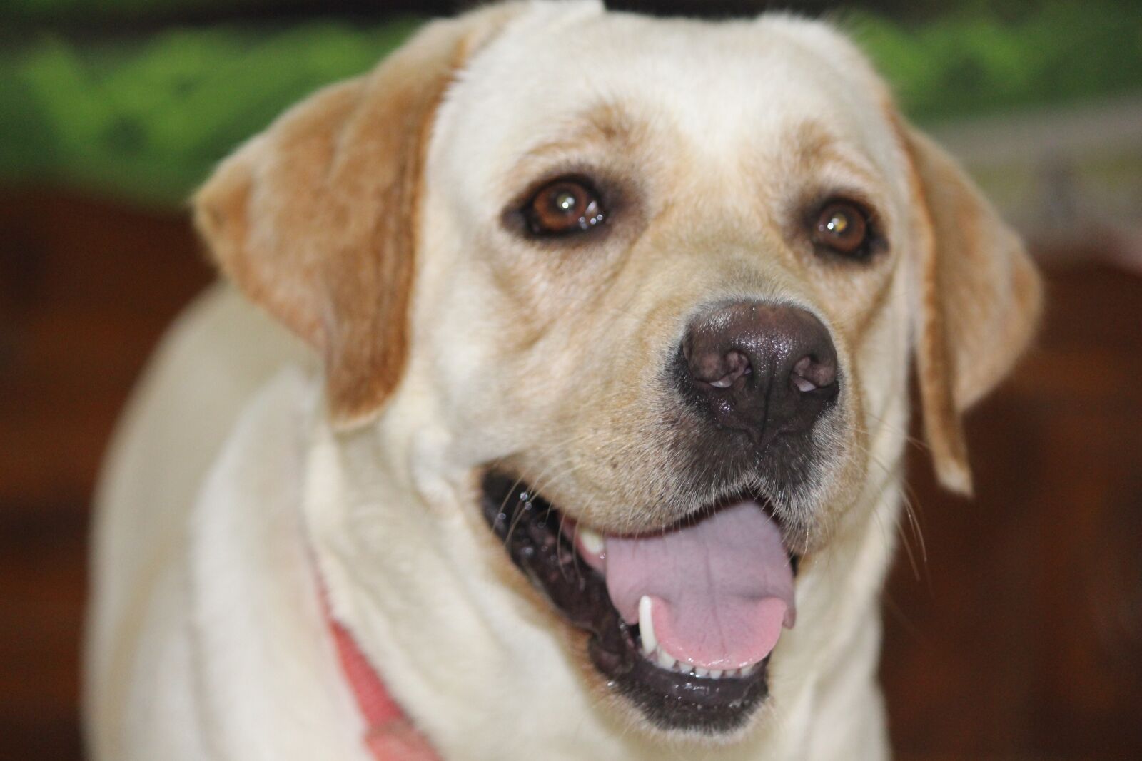Canon EOS 700D (EOS Rebel T5i / EOS Kiss X7i) sample photo. Candy, labrador, dog photography
