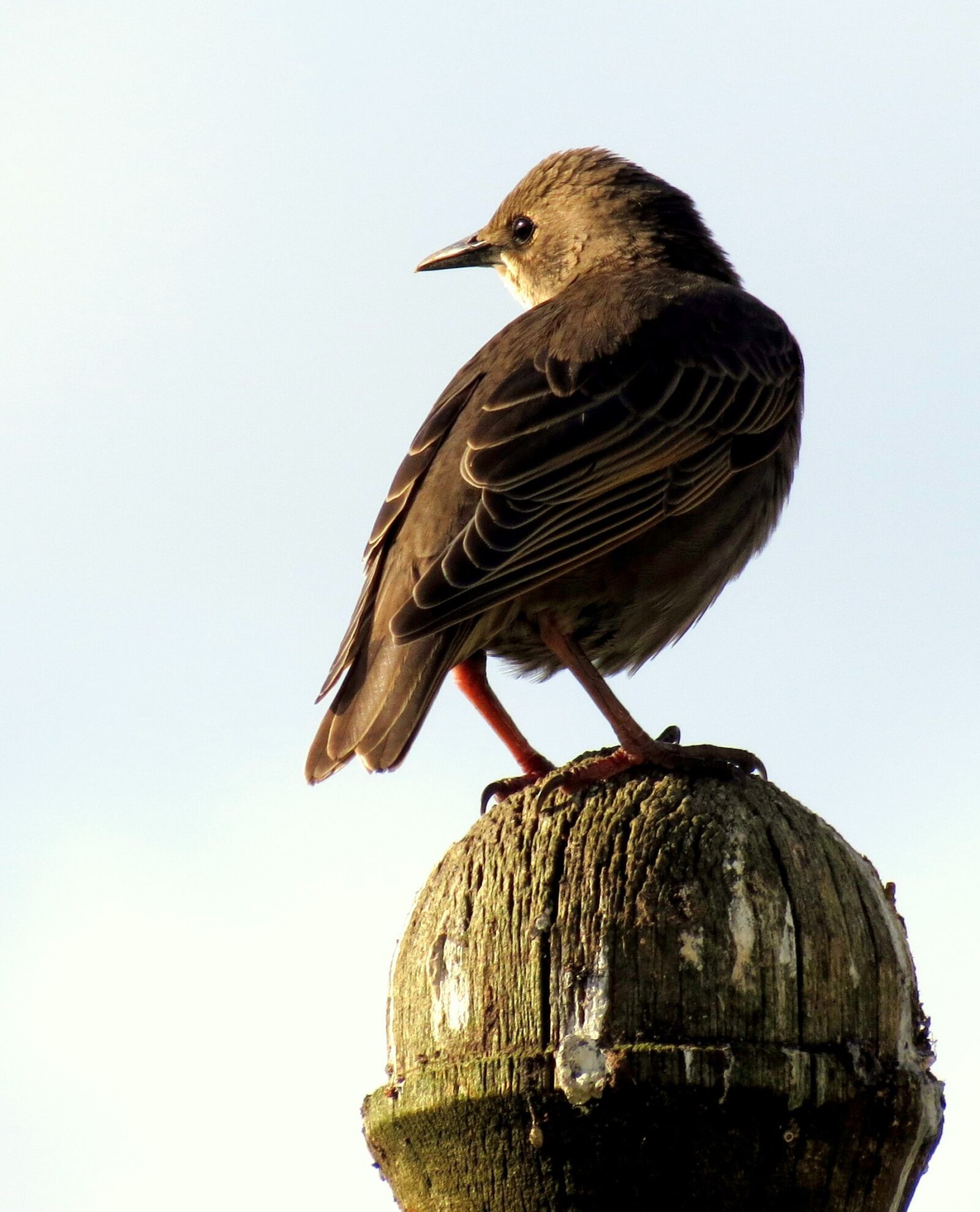 Canon PowerShot SX40 HS sample photo. Starling, bird, animal photography