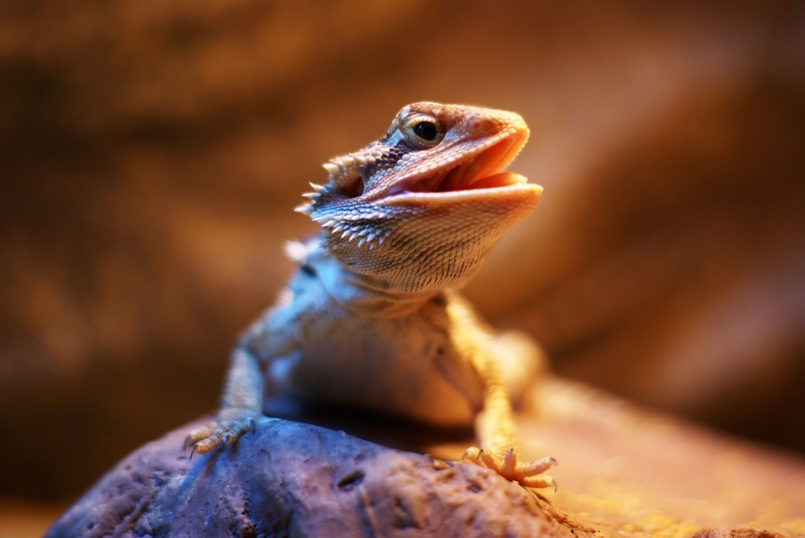 Sony Alpha DSLR-A100 sample photo. Bearded dragon, dragon, lizard photography