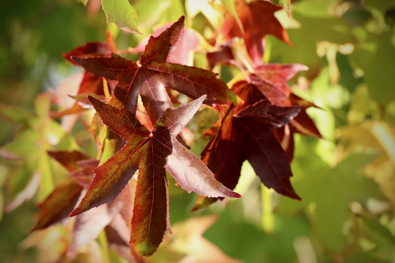 Canon EOS 800D (EOS Rebel T7i / EOS Kiss X9i) sample photo. Fall leaves, amber tree photography
