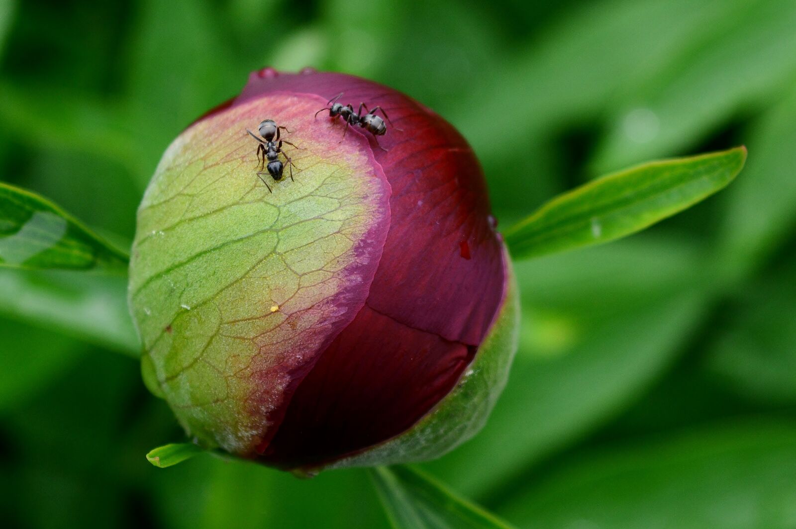 Nikon D5200 sample photo. Garden, peony, red photography