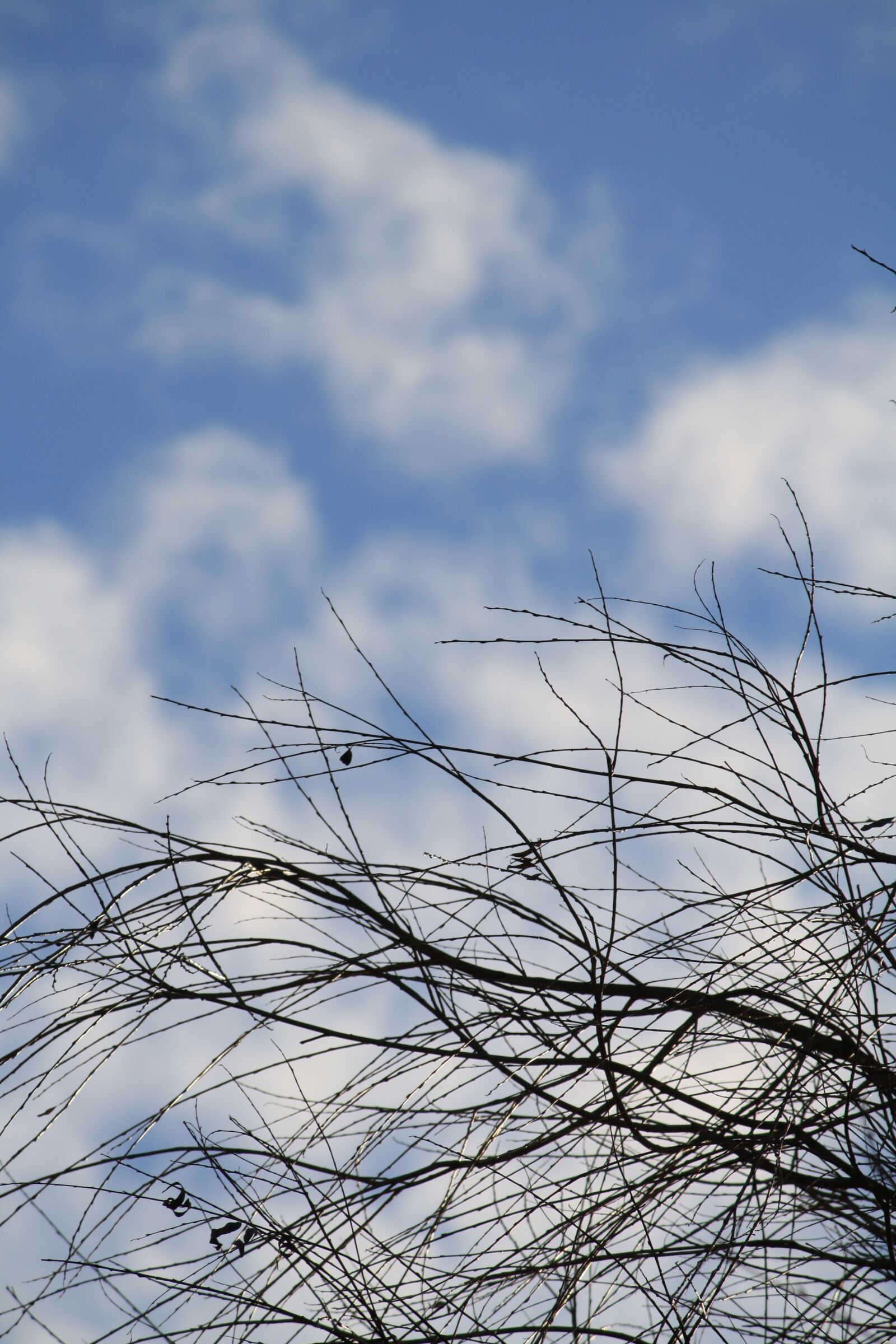 Canon EOS 1000D (EOS Digital Rebel XS / EOS Kiss F) sample photo. Sky, branches, clouds photography