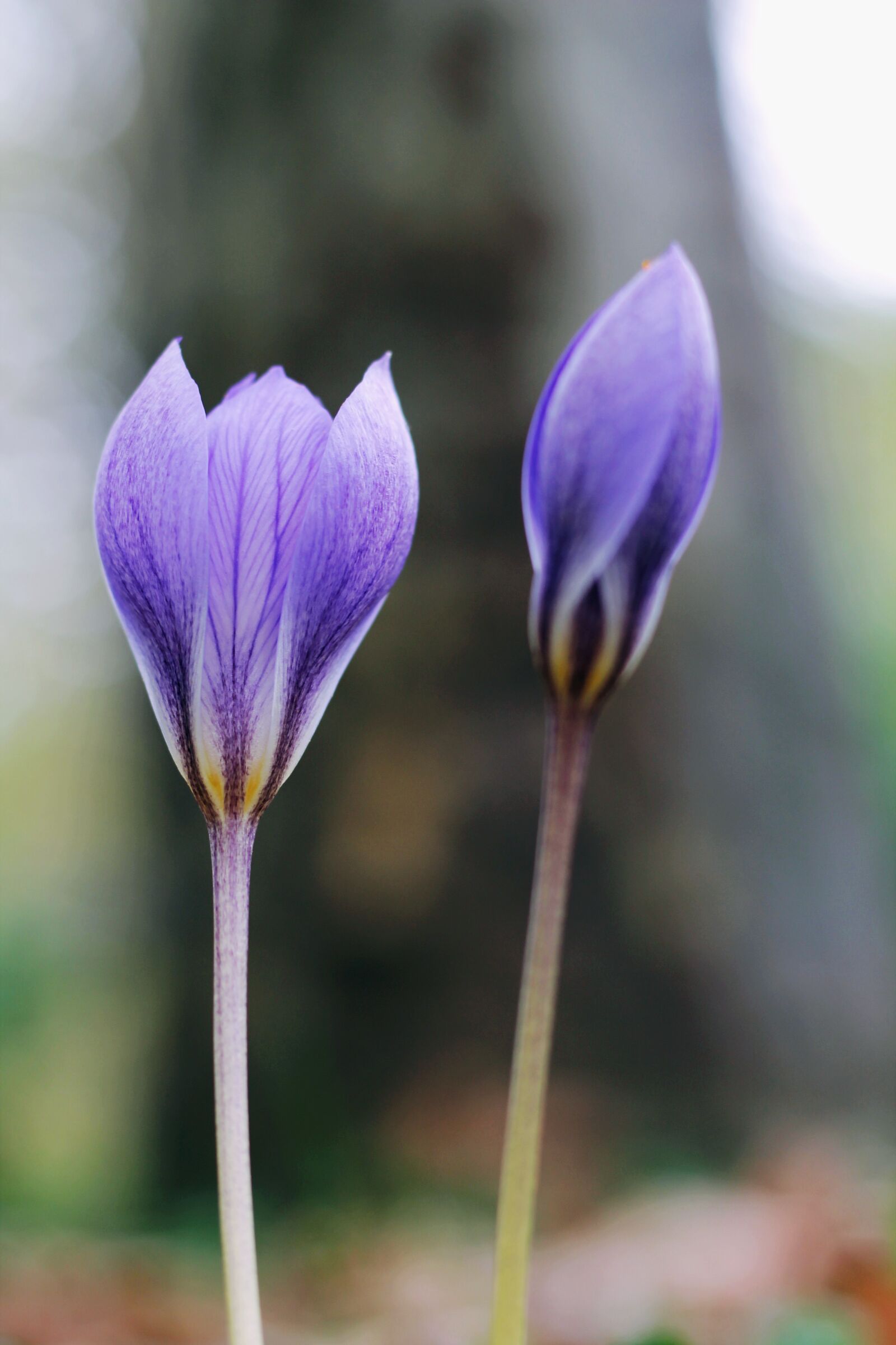 Canon EOS 1100D (EOS Rebel T3 / EOS Kiss X50) + Canon EF 50mm F1.8 STM sample photo. Flower, macro, nature photography