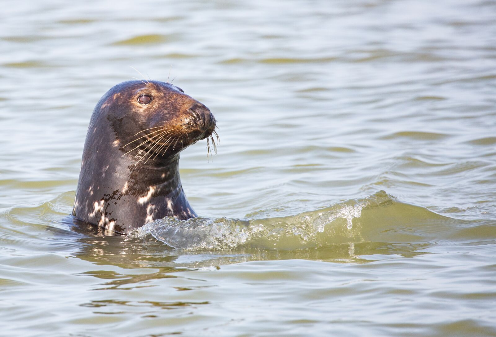 Canon EOS 5D Mark III sample photo. Seal pup, seal, beach photography